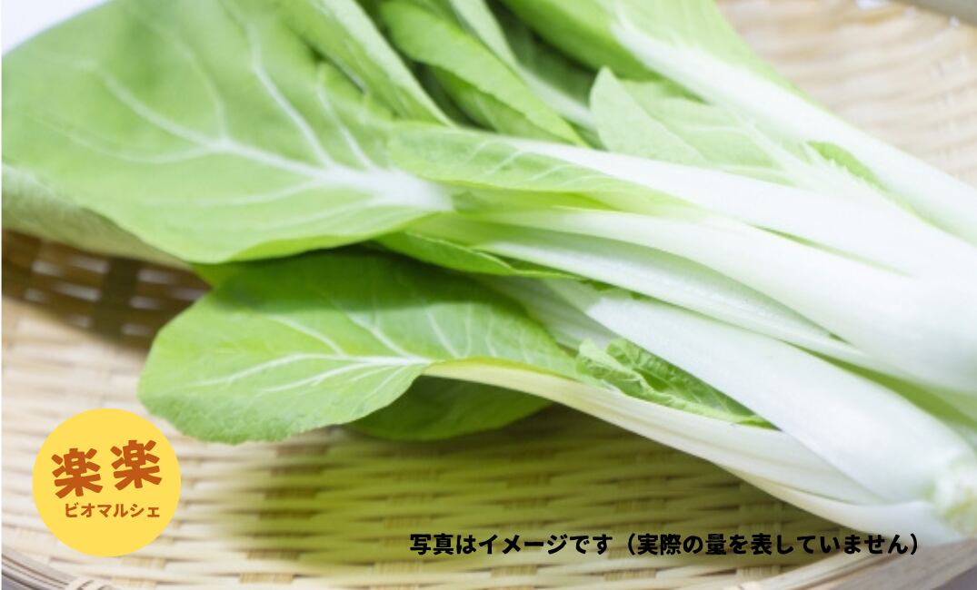 しろ菜