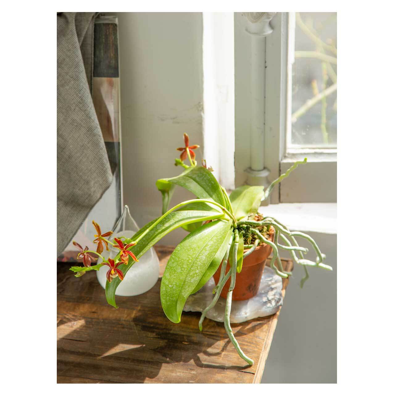 Phalaenopsis Mansebi | Seeding
