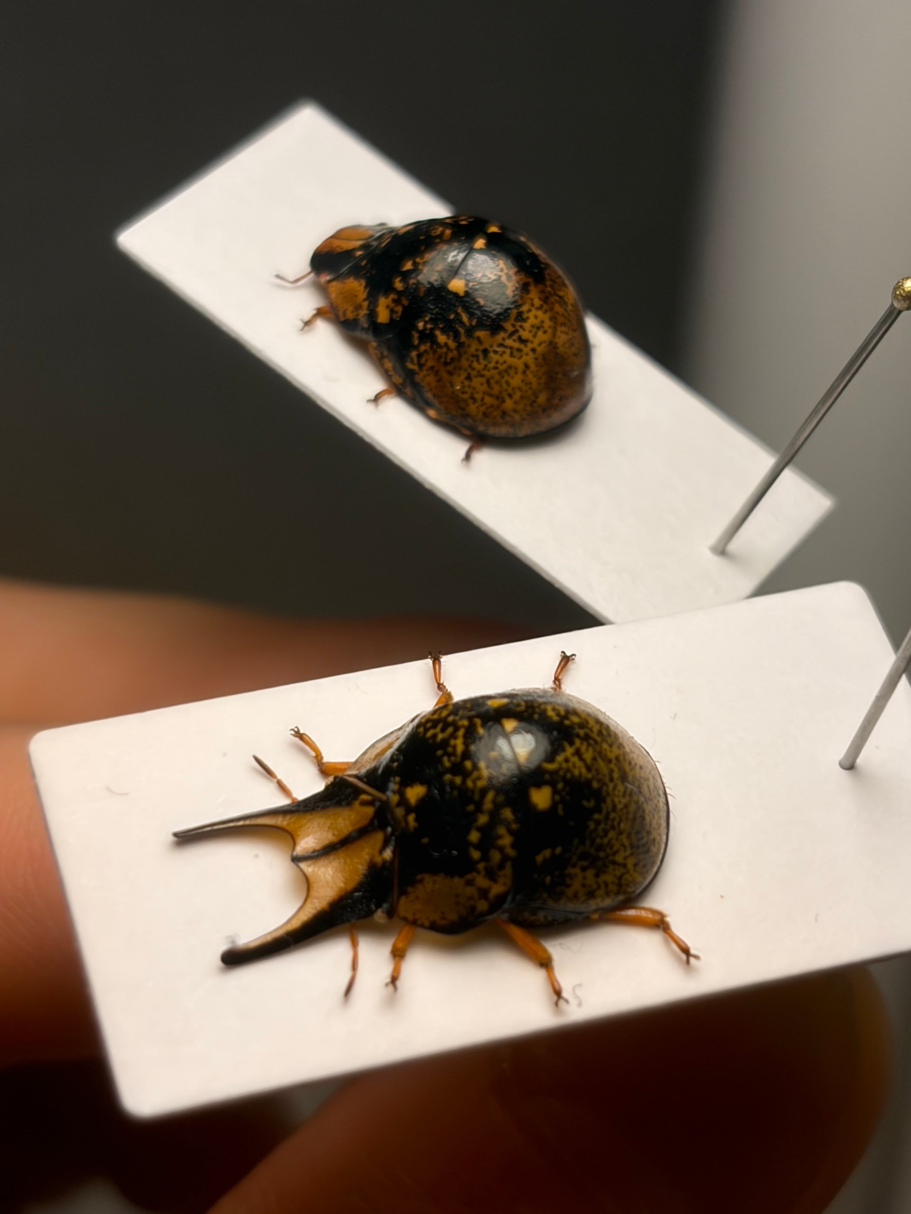 マレーテナガコガネ　標本　ペア 標本 | オモニキチュウ