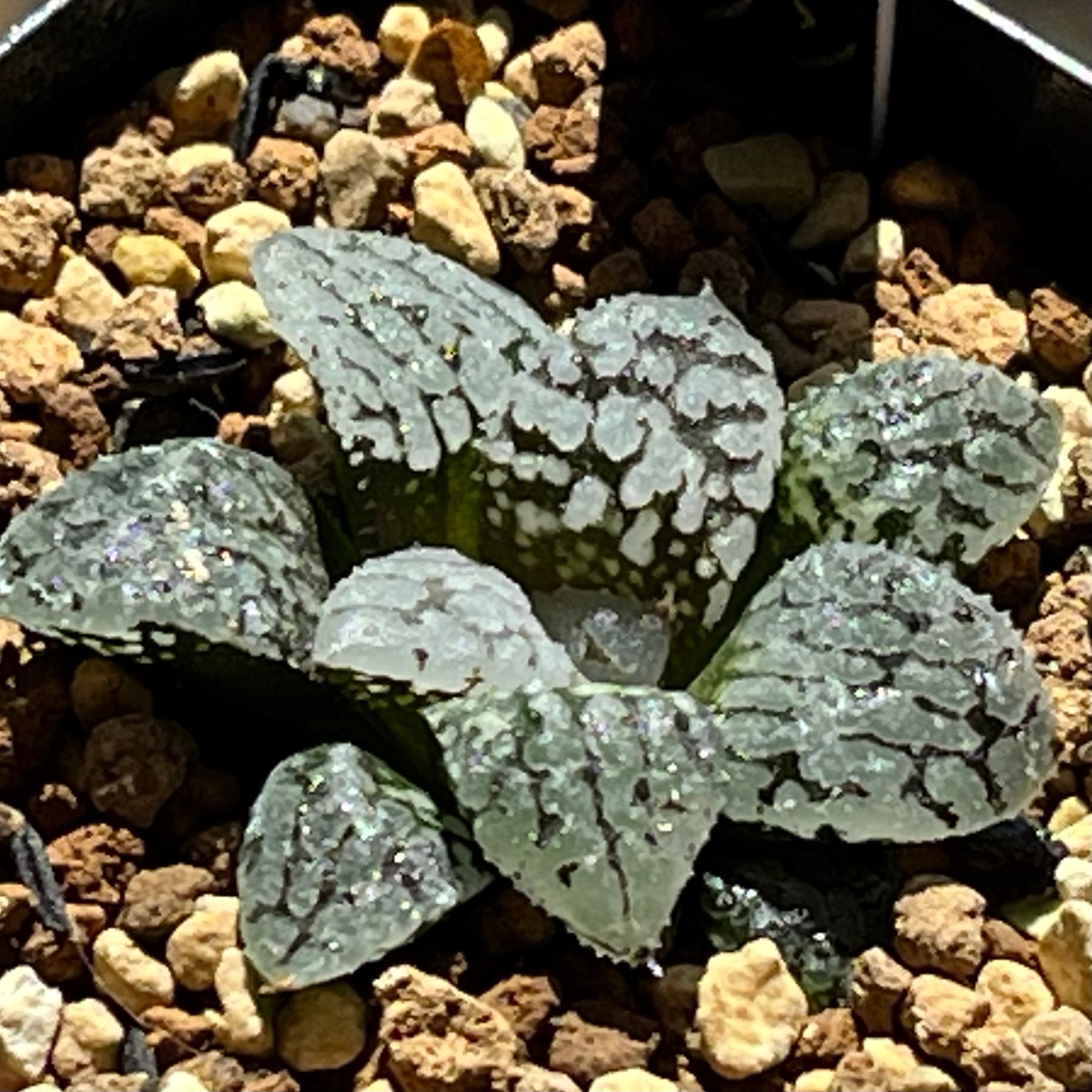 ハオルチア オブツーサ錦 赤太陽 | mocono_plants