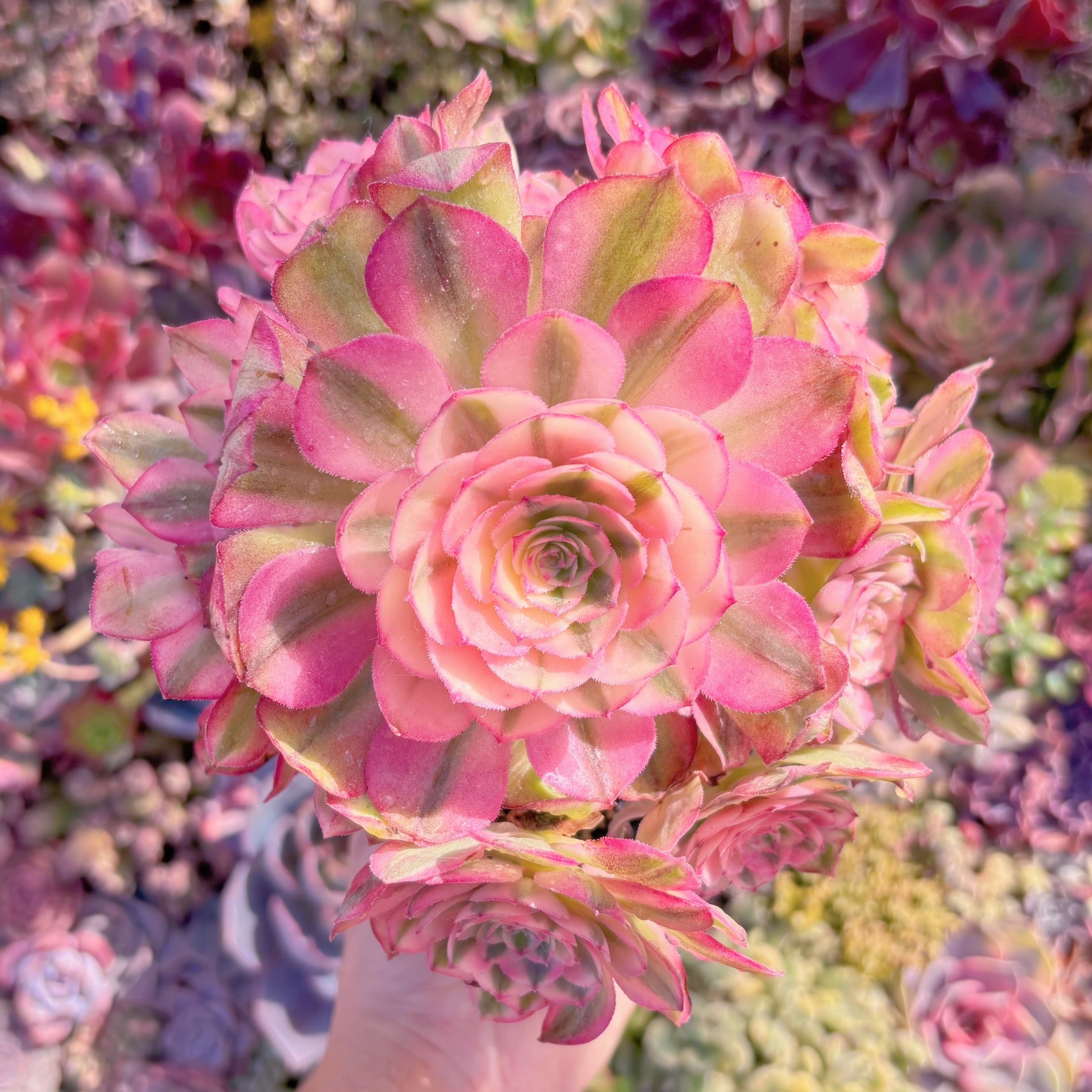 現品　ライチ#A20x　群生　新入荷　るる農園