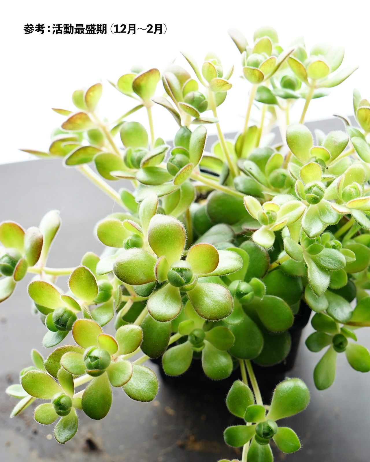 一部発根済カット苗 サンデルシー Aeonium saundersii