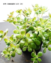 一部発根済カット苗 サンデルシー Aeonium saundersii