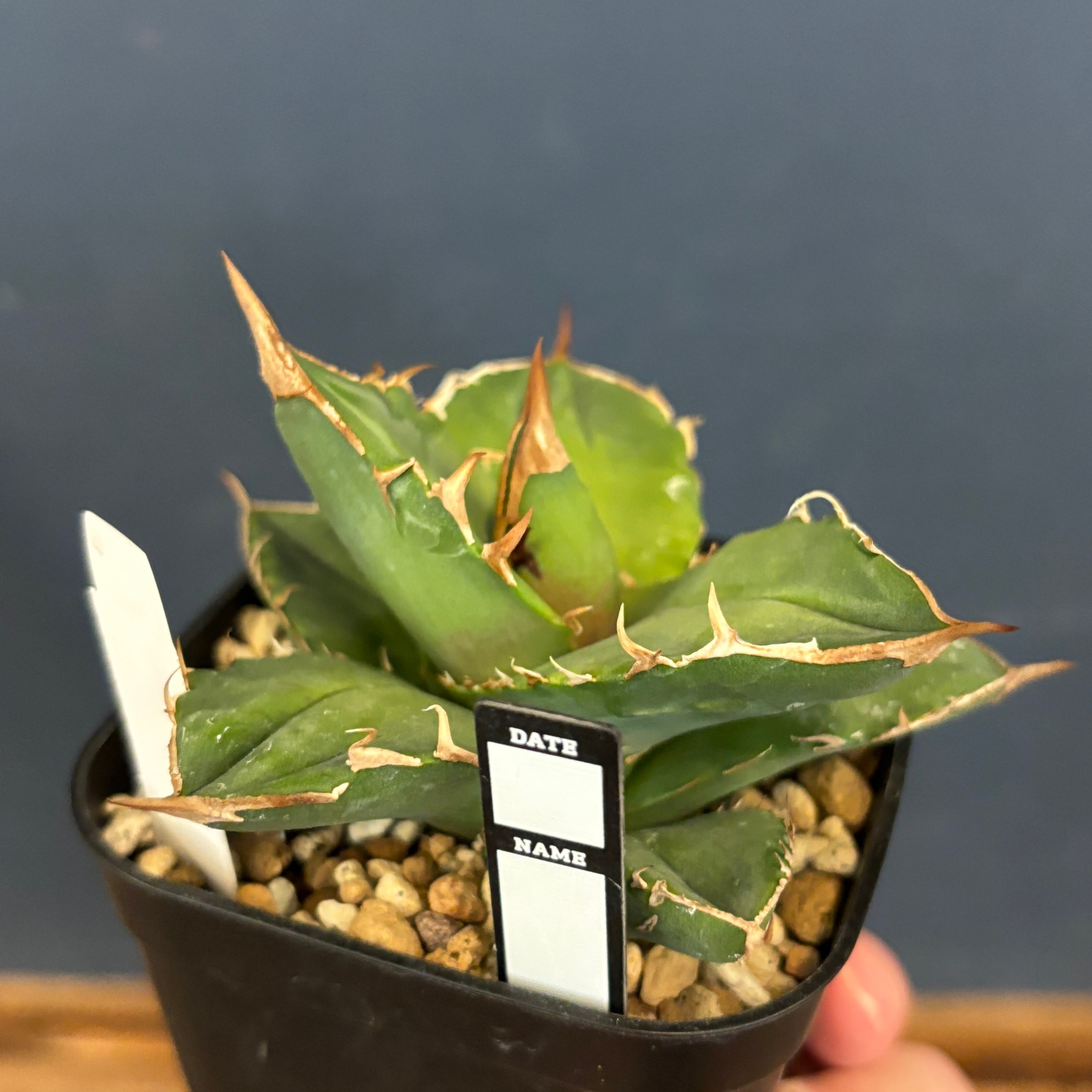 アガベチタノタ　Ｒ　大株　牛乳植物 type-R . . ワイドにずんぐり育てやすく うちで最も売れるアガベ 満足