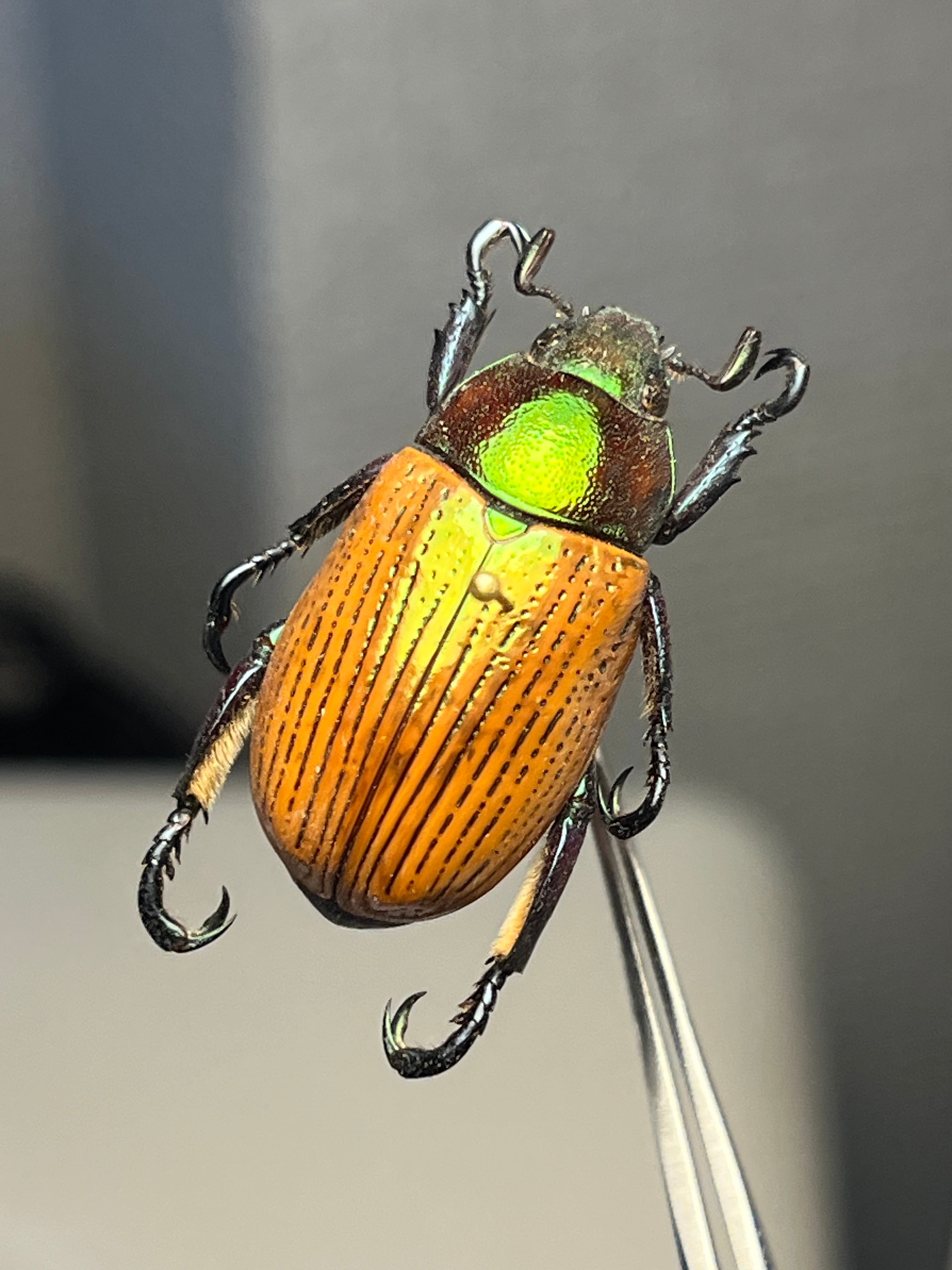 Pelidnota sanctijacobi プラチナコガネ 標本 Epichalcoplethis