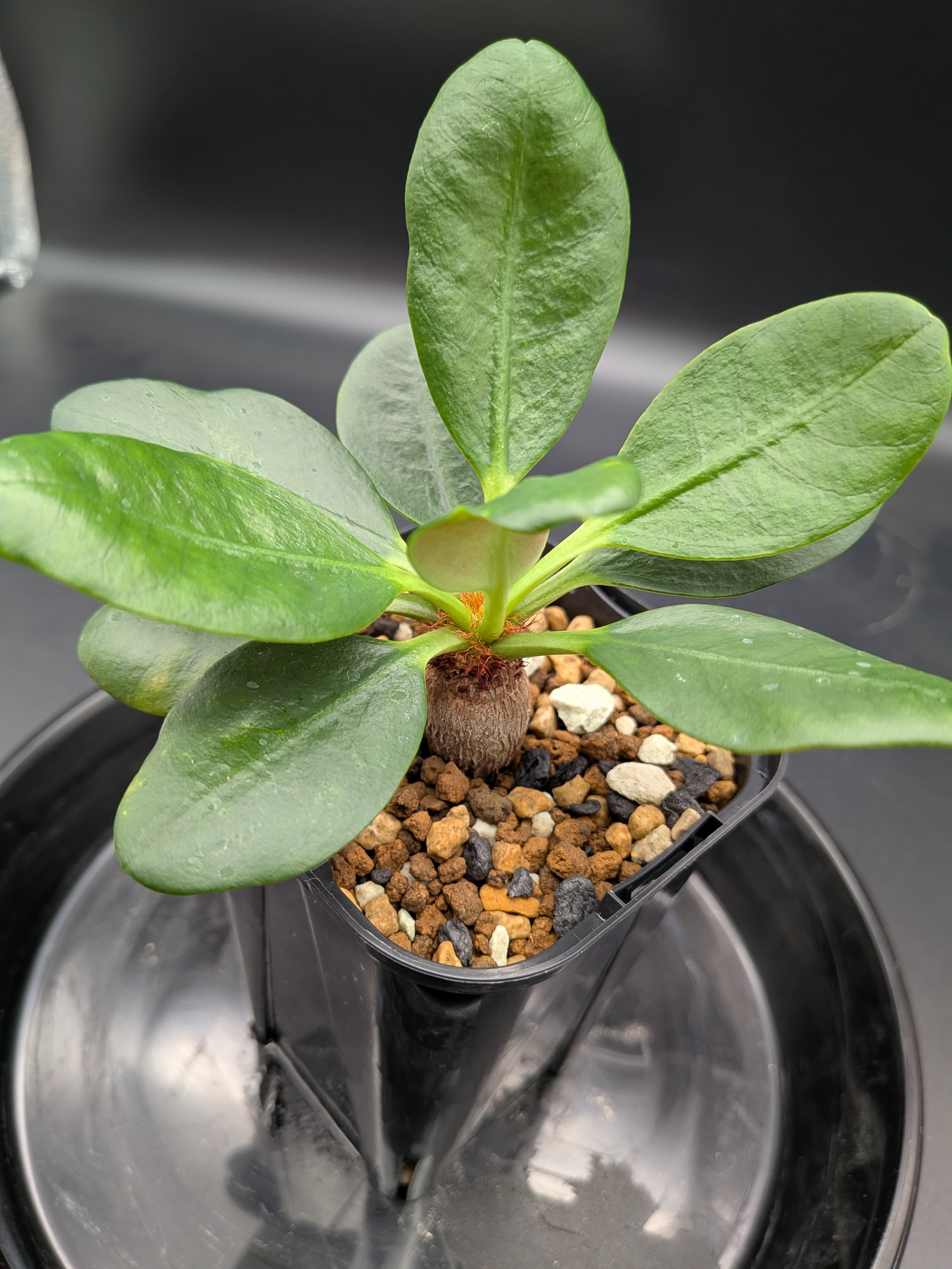 ラメナ ユーフォルビア | Le Norte 実生植物専門店