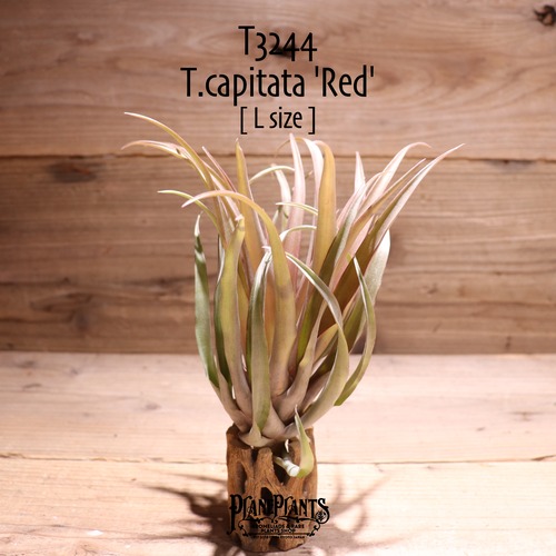 【送料無料】capitata Red L〔エアプランツ〕現品発送T3244