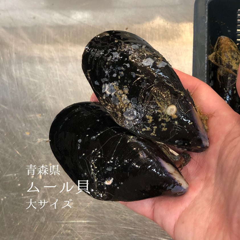 okawari　ムール貝　大サイズ（1個約70-100g）青森県産　1キロ【ムール１K】冷蔵　他　豊洲直送の高級海産物をお届け