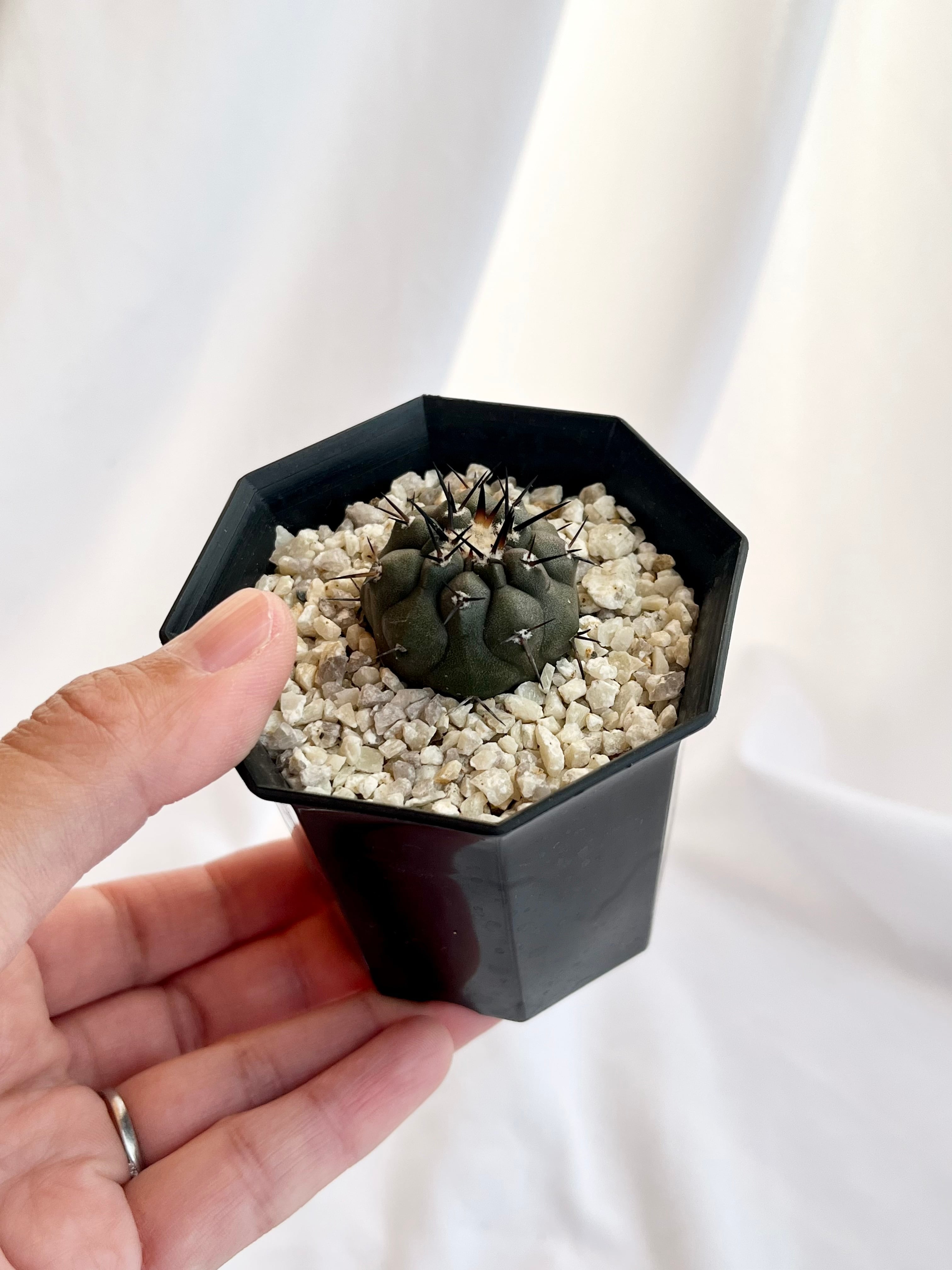 Copiapoa cinerea コピアポア シネレア 黒王丸 サボテン | plants MARU