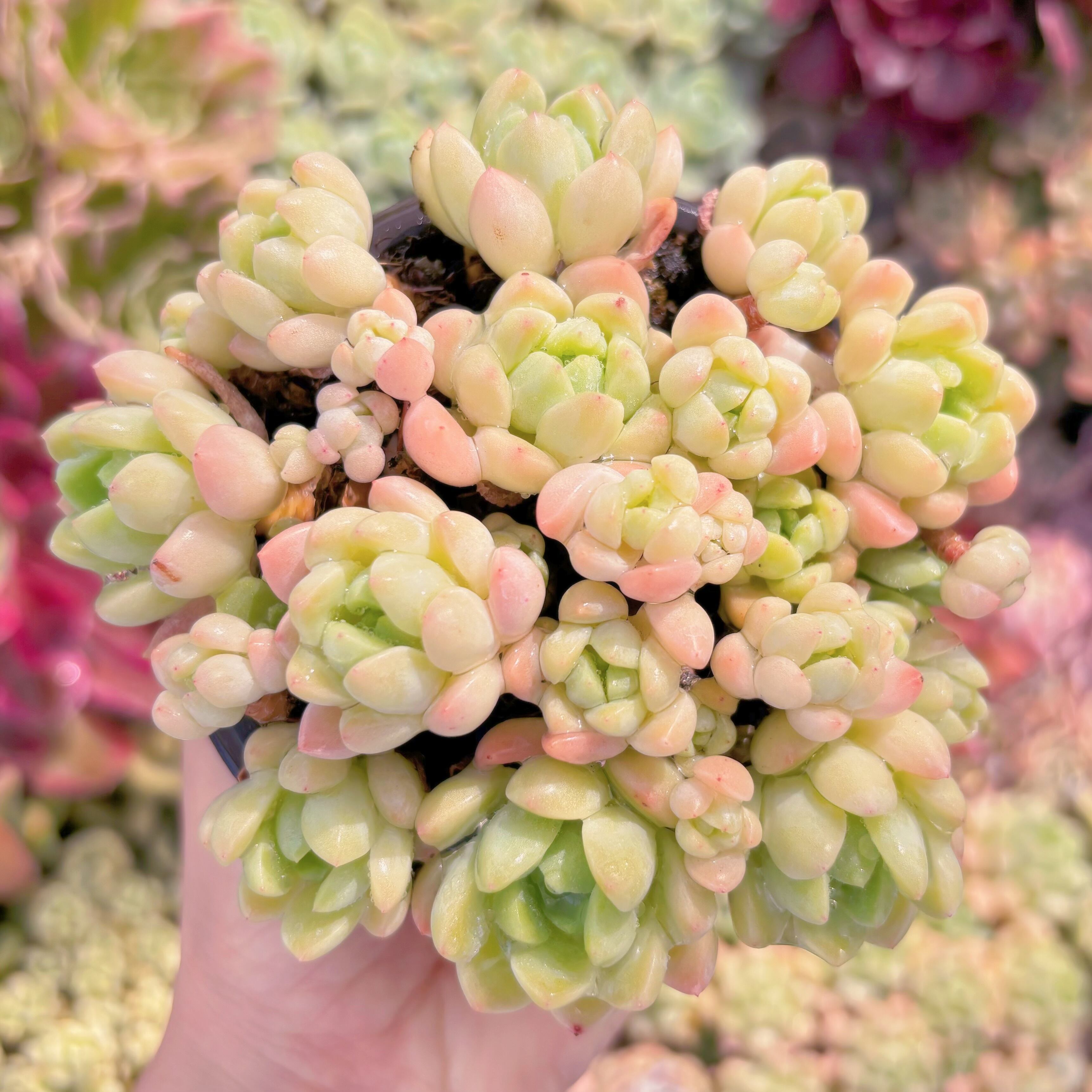 現品　玉環#B62　古株   るる農園