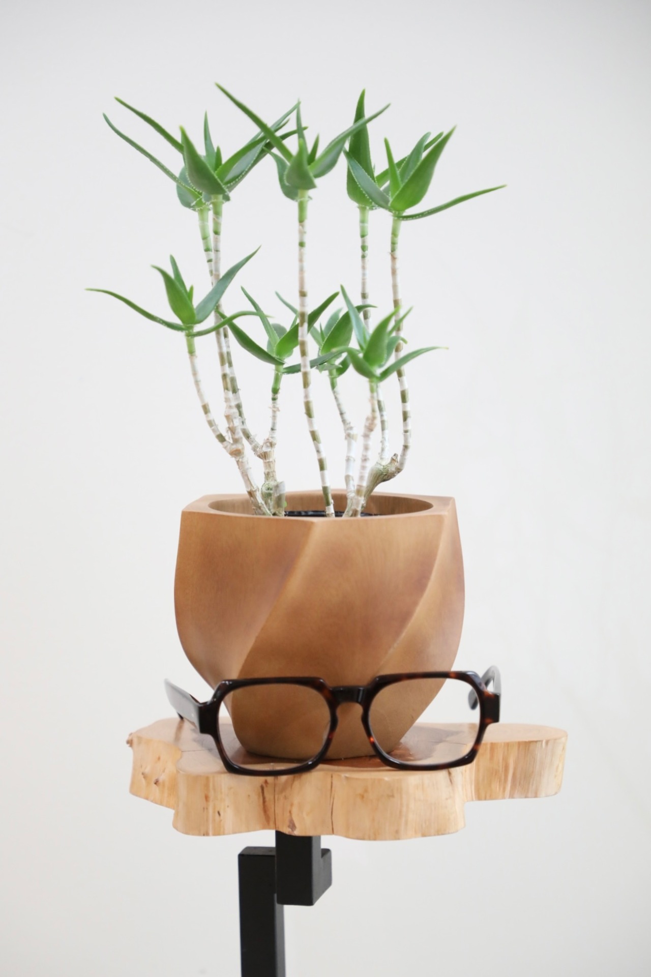 【S】アロエ 青々錦/Aloe　※マンゴーポット鉢カバー付き