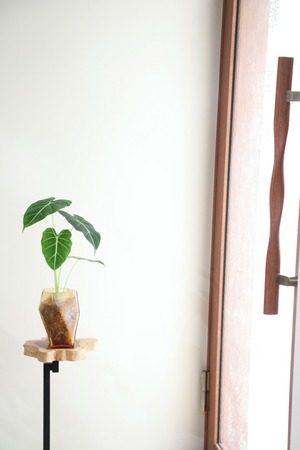 【M】アロカシア グリーンベルベット　※【土不使用】グラスポット付き