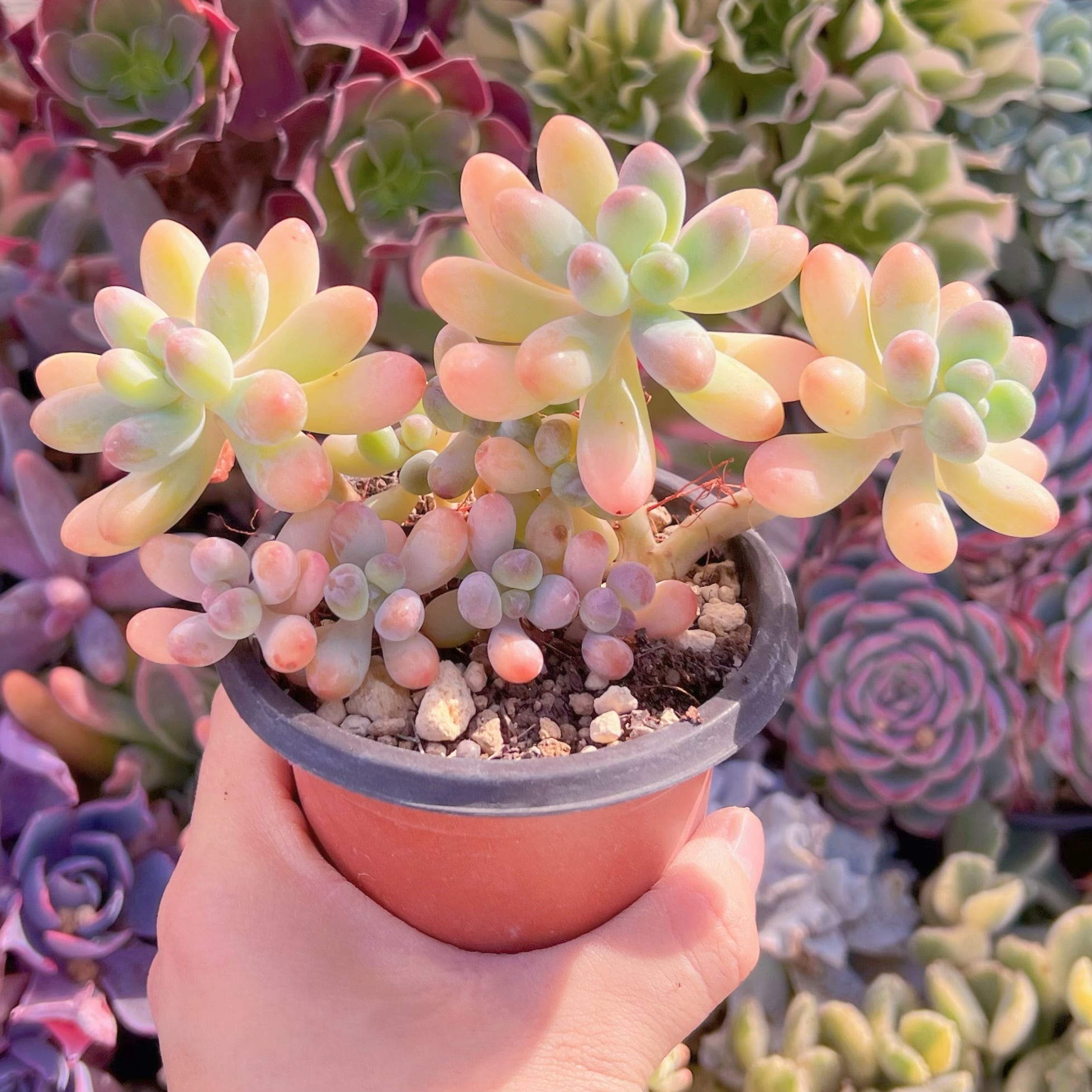 現品　パトリックスター#024   古株　るる農園