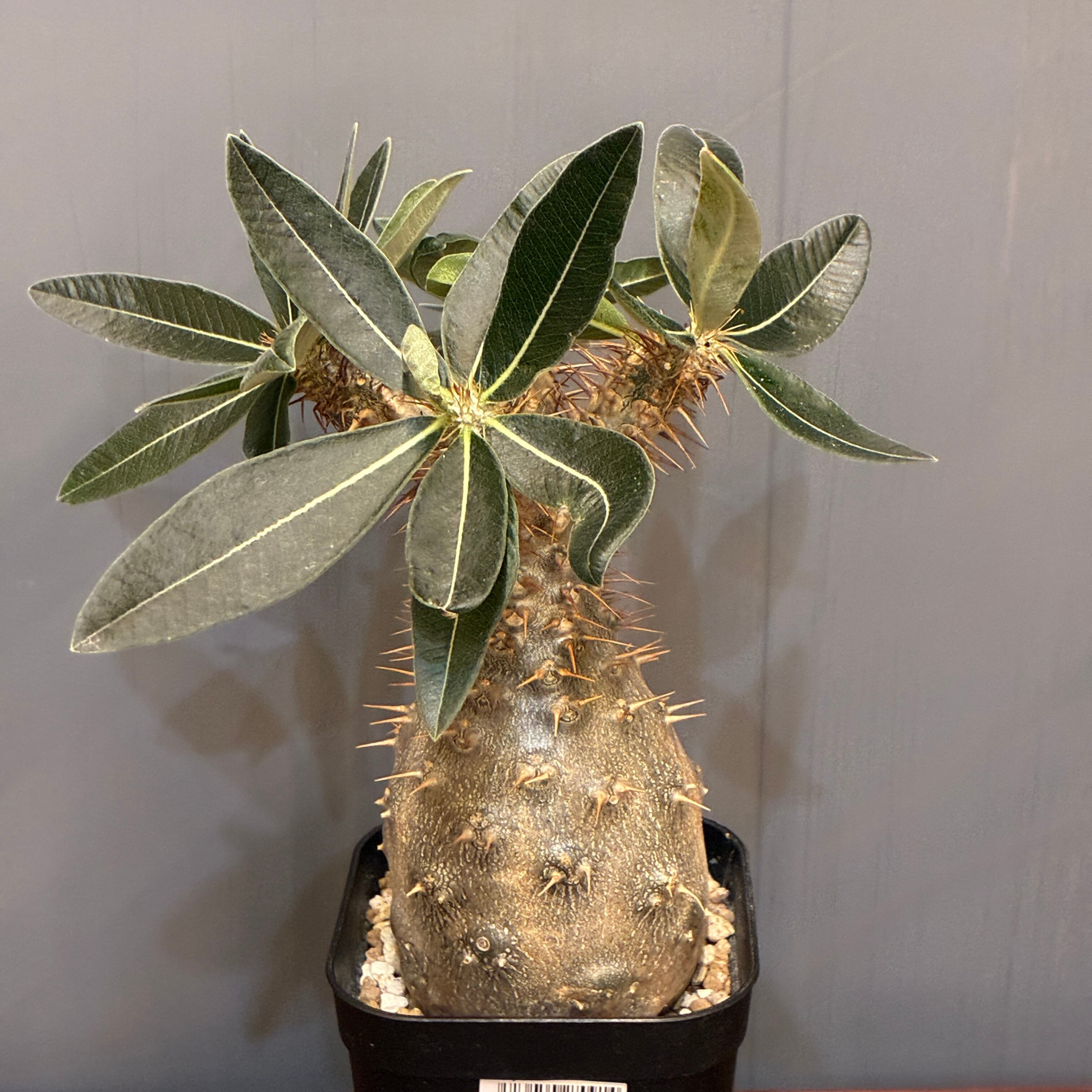 塊根植物 | PROTOLEAF プロトリーフ