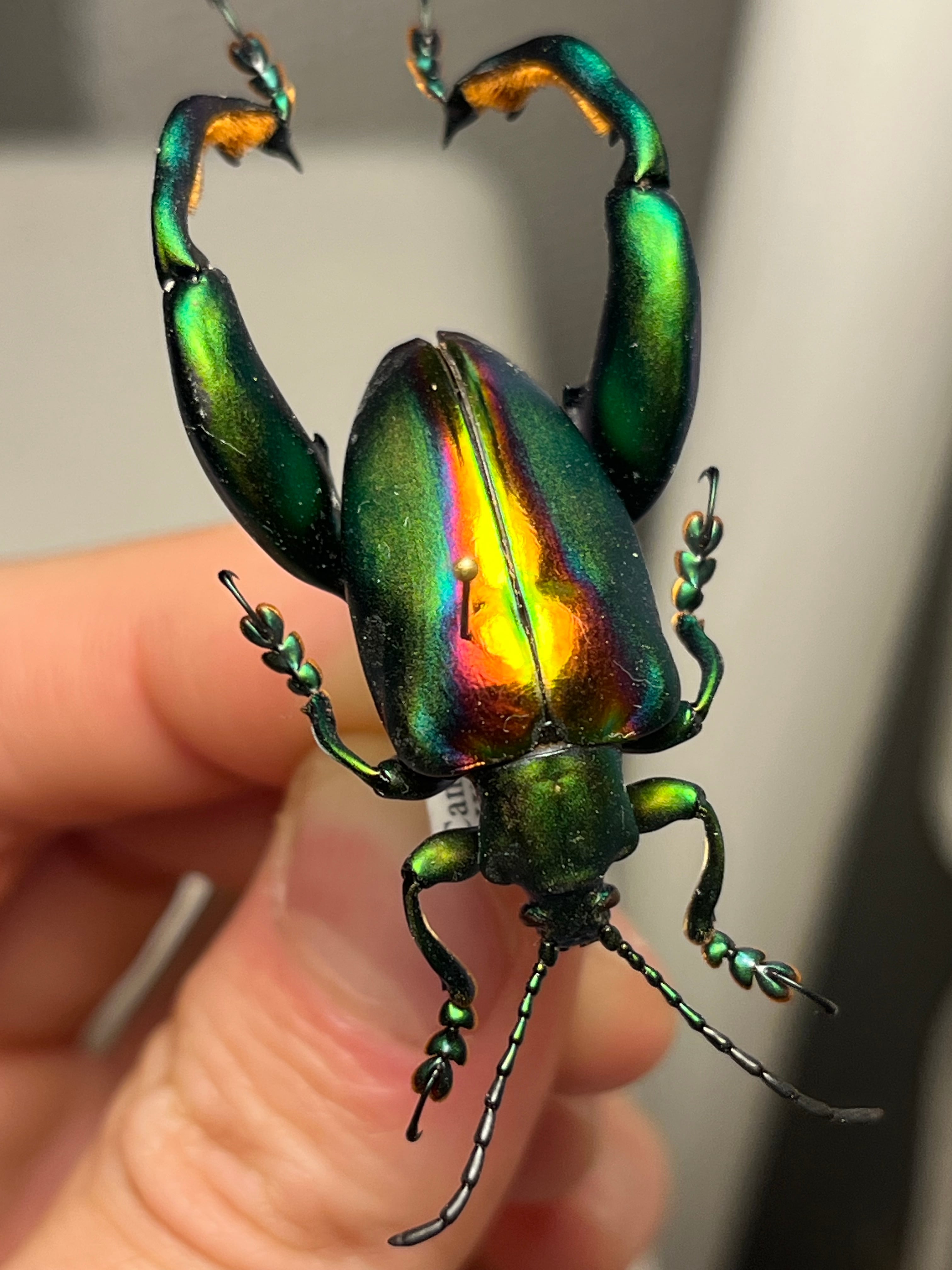 真作】ミズタマズングリハムシ 草間彌生 作品 昆虫標本 キノコムシ