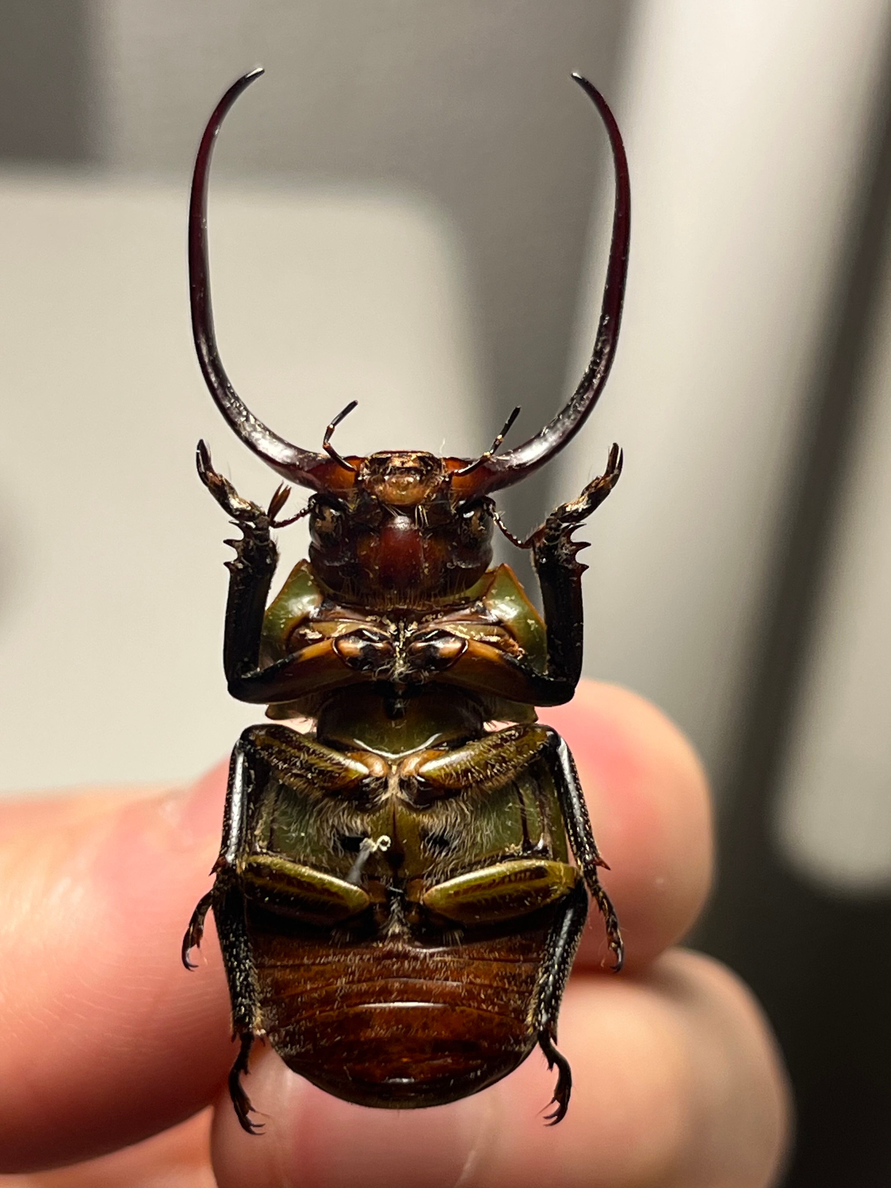 巨大顎】クワガタコガネ 標本 キバコガネ Kibakoganea ウグイスコガネ