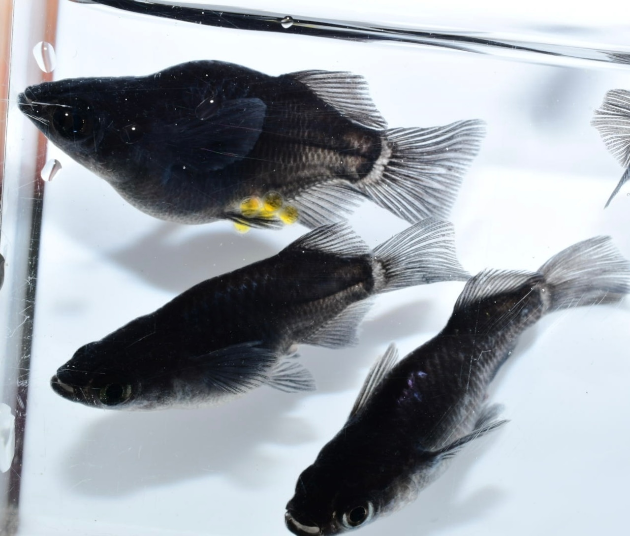 【現物】ミッドナイトフリル漆黒光体型半ダルマ・ショート 2ペア+1