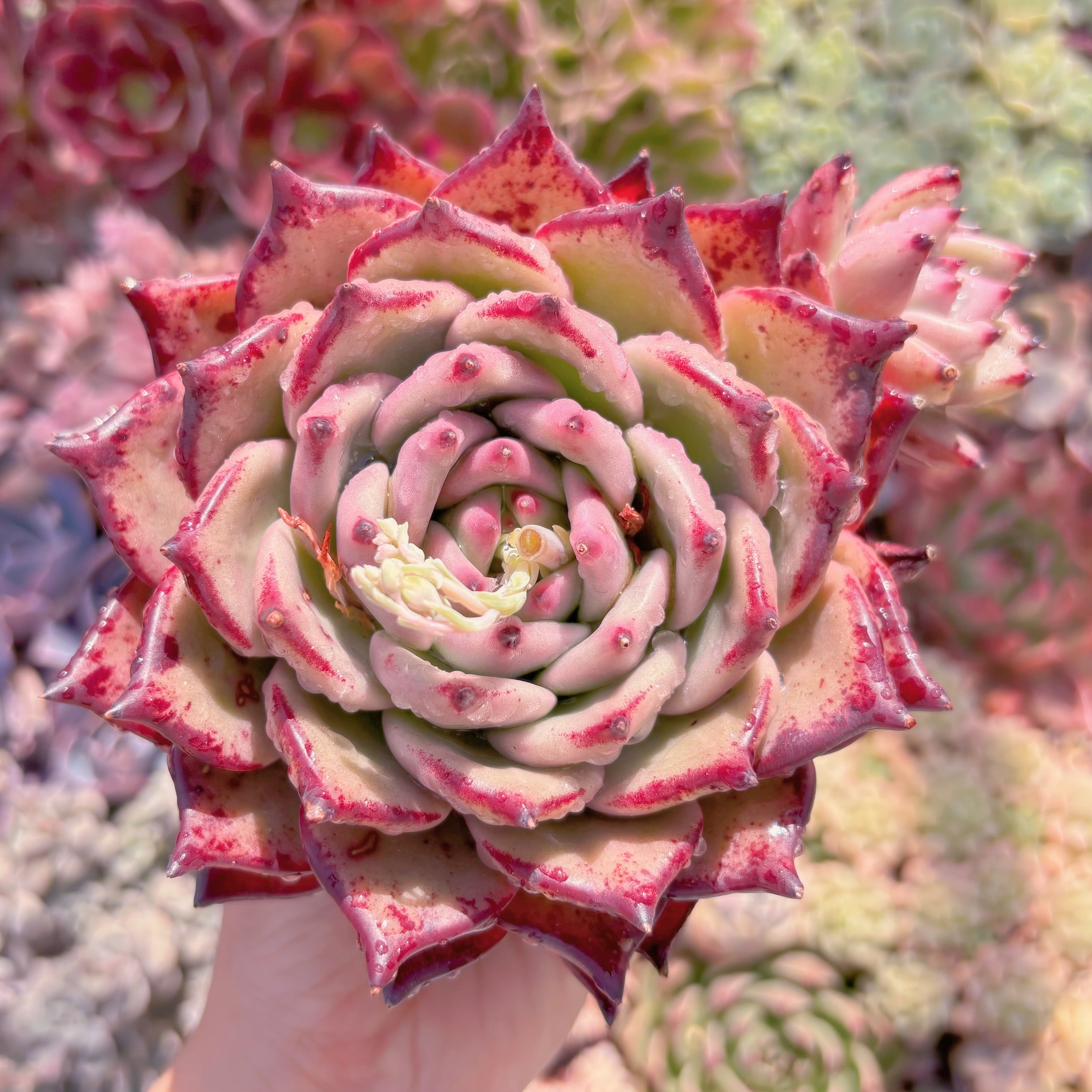 現品　ロメオxマリア#888　新入荷　大苗　るる農園