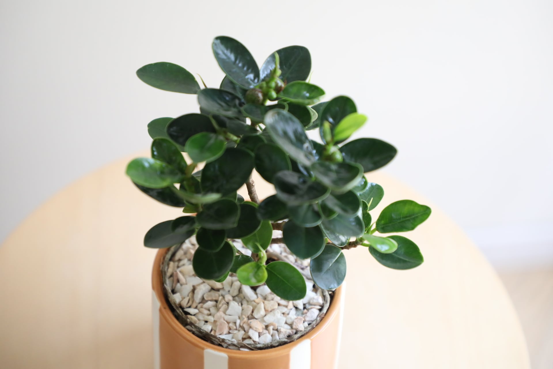 S】パンダガジュマル/Ficus microcarpa | 【厳選植物・器】MIDORI