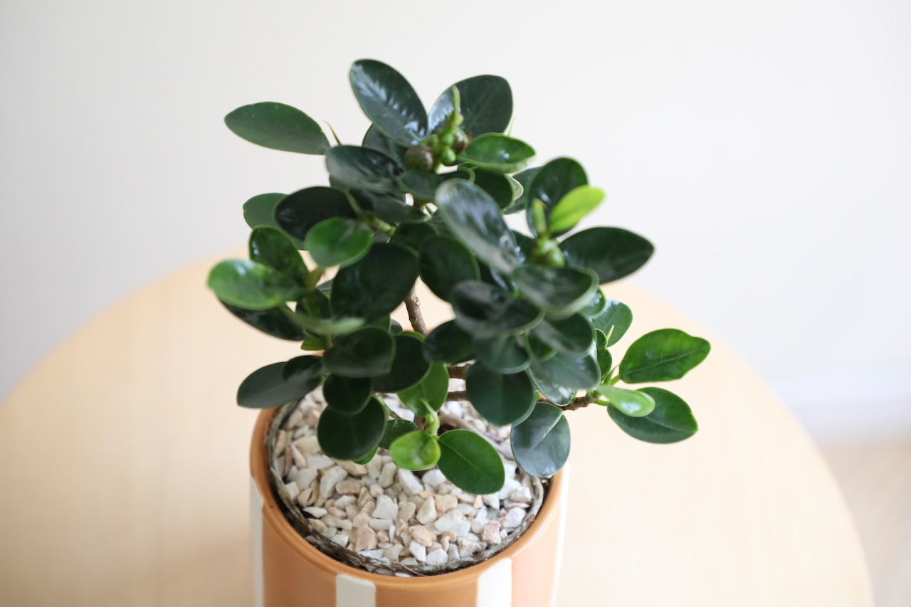 【S】パンダガジュマル/Ficus microcarpa