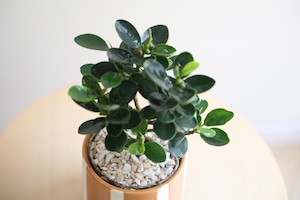 【S】パンダガジュマル/Ficus microcarpa