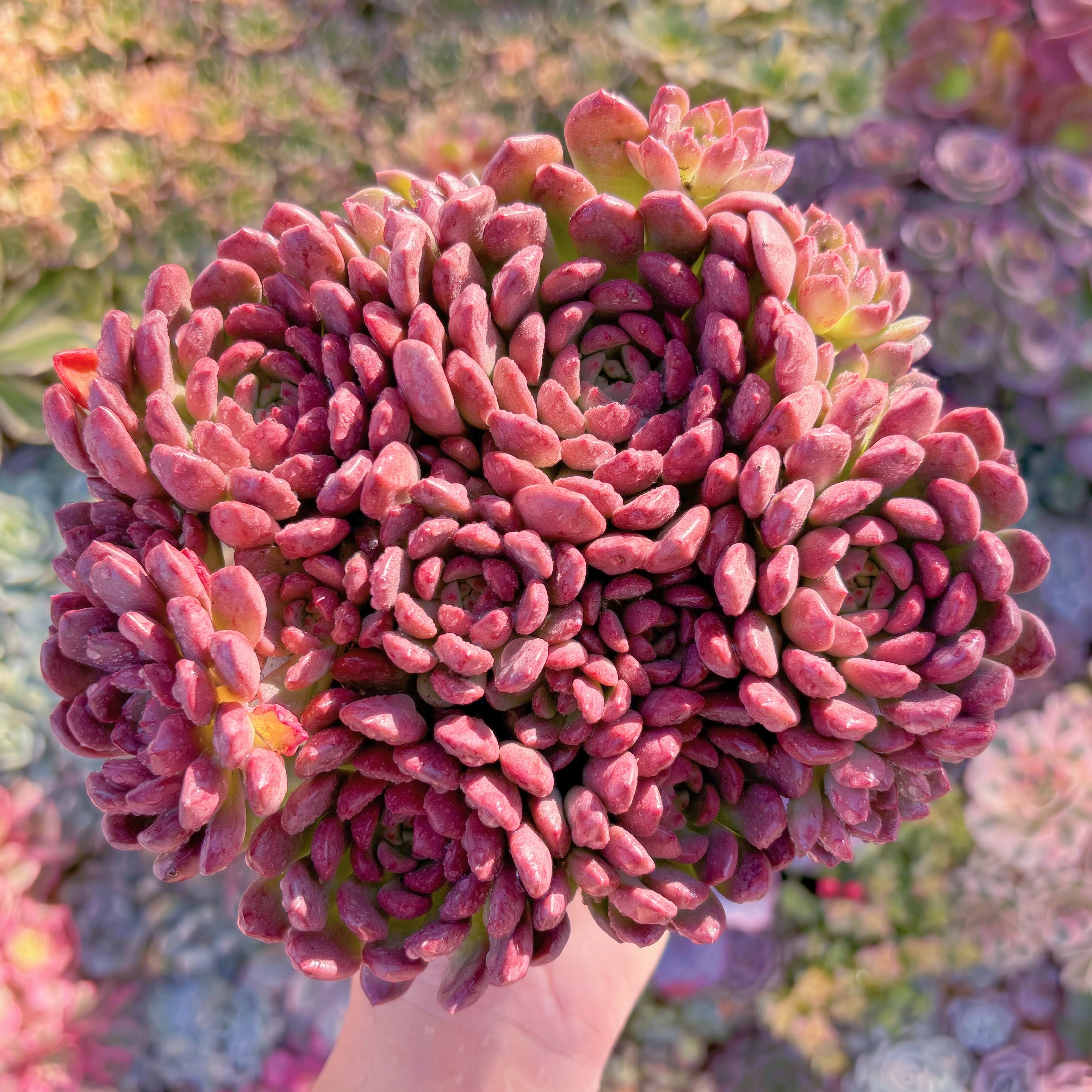 現品　ピンクルルビー#052　大群生　美苗　新入荷　るる農園