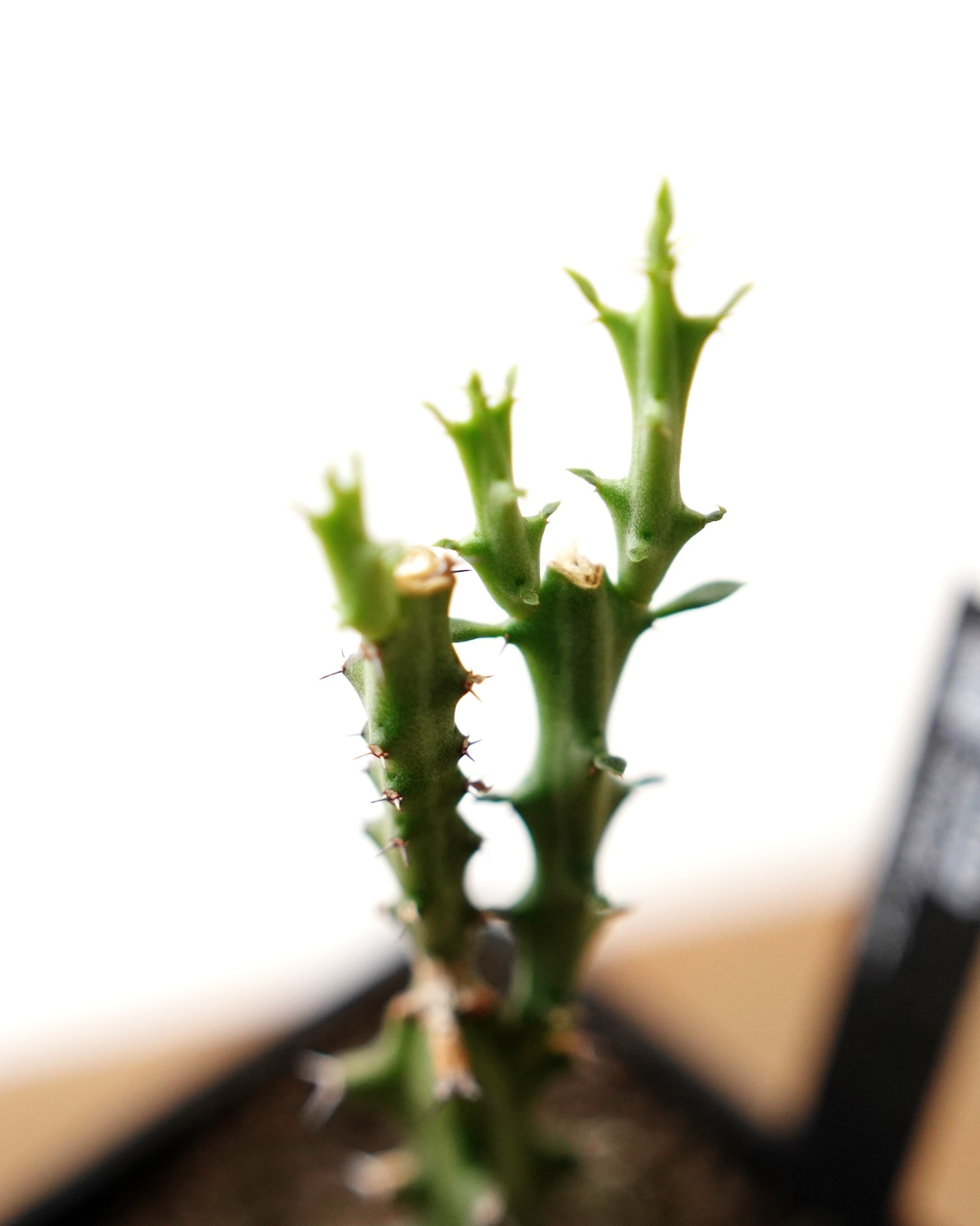 抜き苗 ユーフォルビア クンチー(クヌシ) 実生 ミニ苗 Euphorbia knuthii