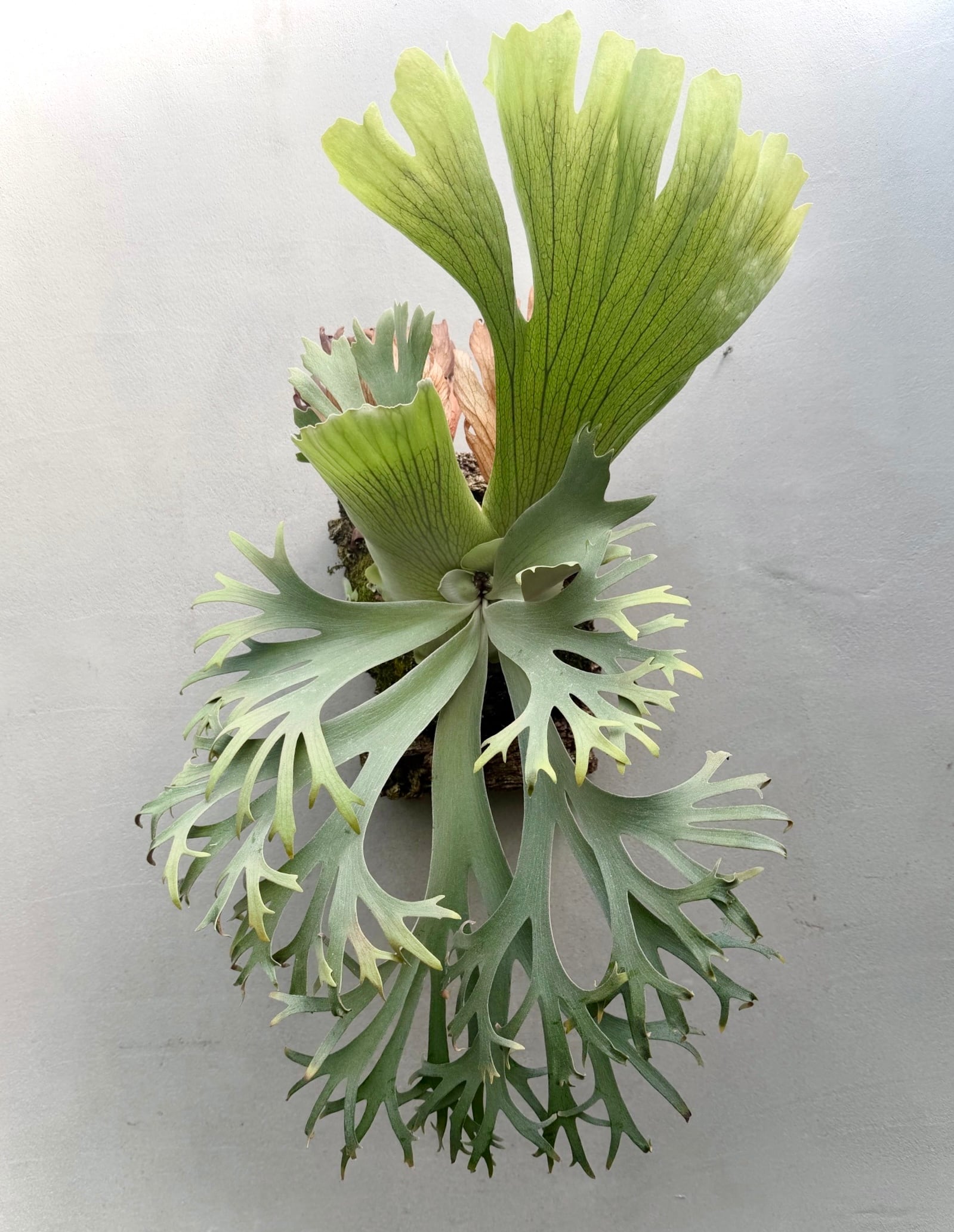 vandaka plants
