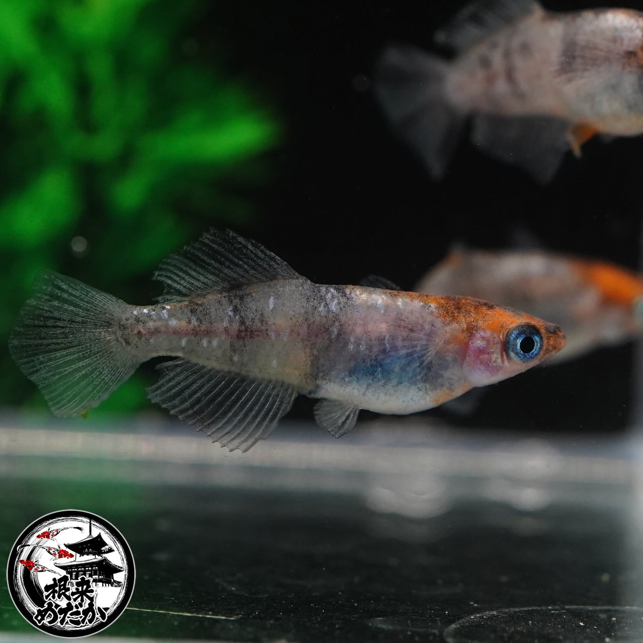 【5匹＋補償1匹】TAKUMI 　夢中めだか様直系　数量限定　最新品種