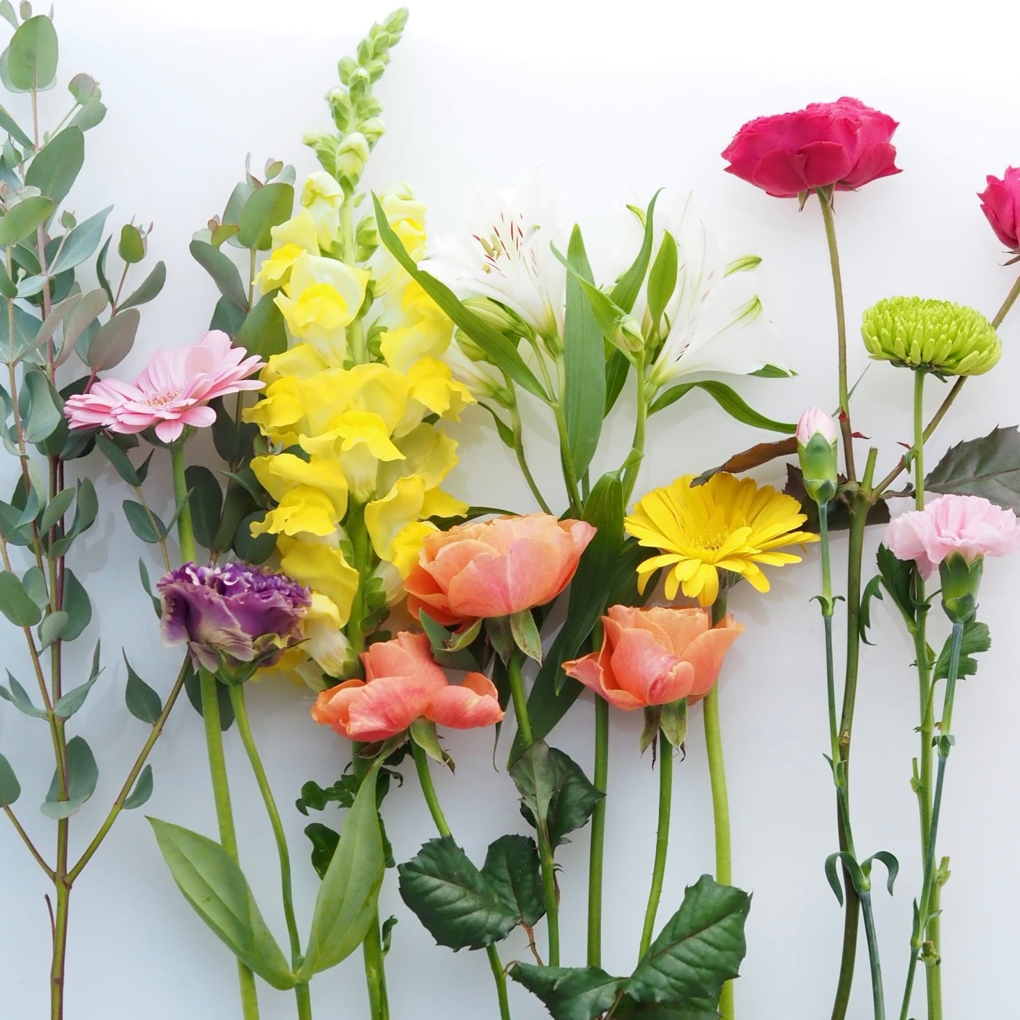 プラスフラワー（規格外のお花）セレクト 10本 | hanavie