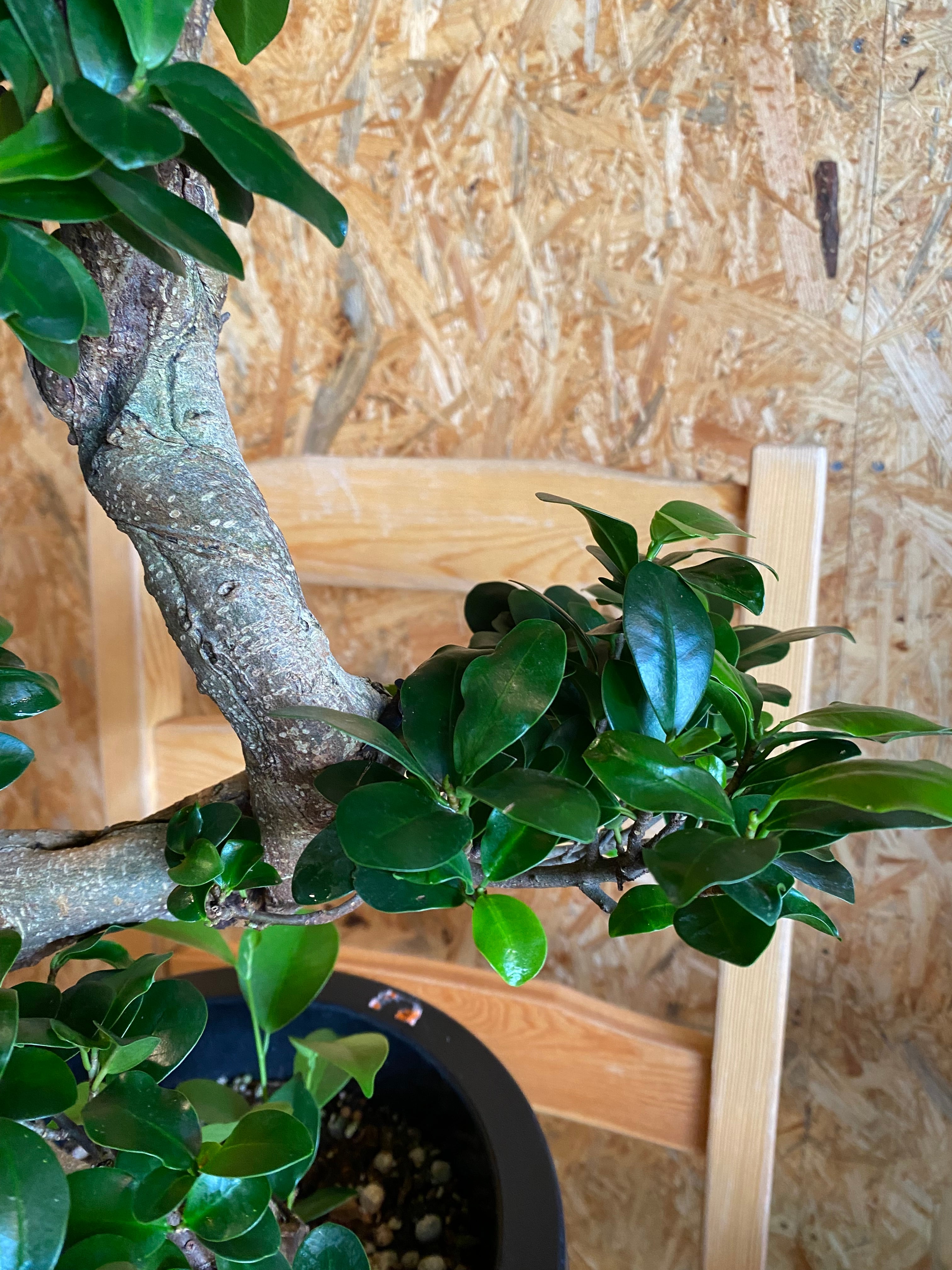 ガジュマル 曲がり H 80cm W 35cm 口径21cm | Garden Varejo