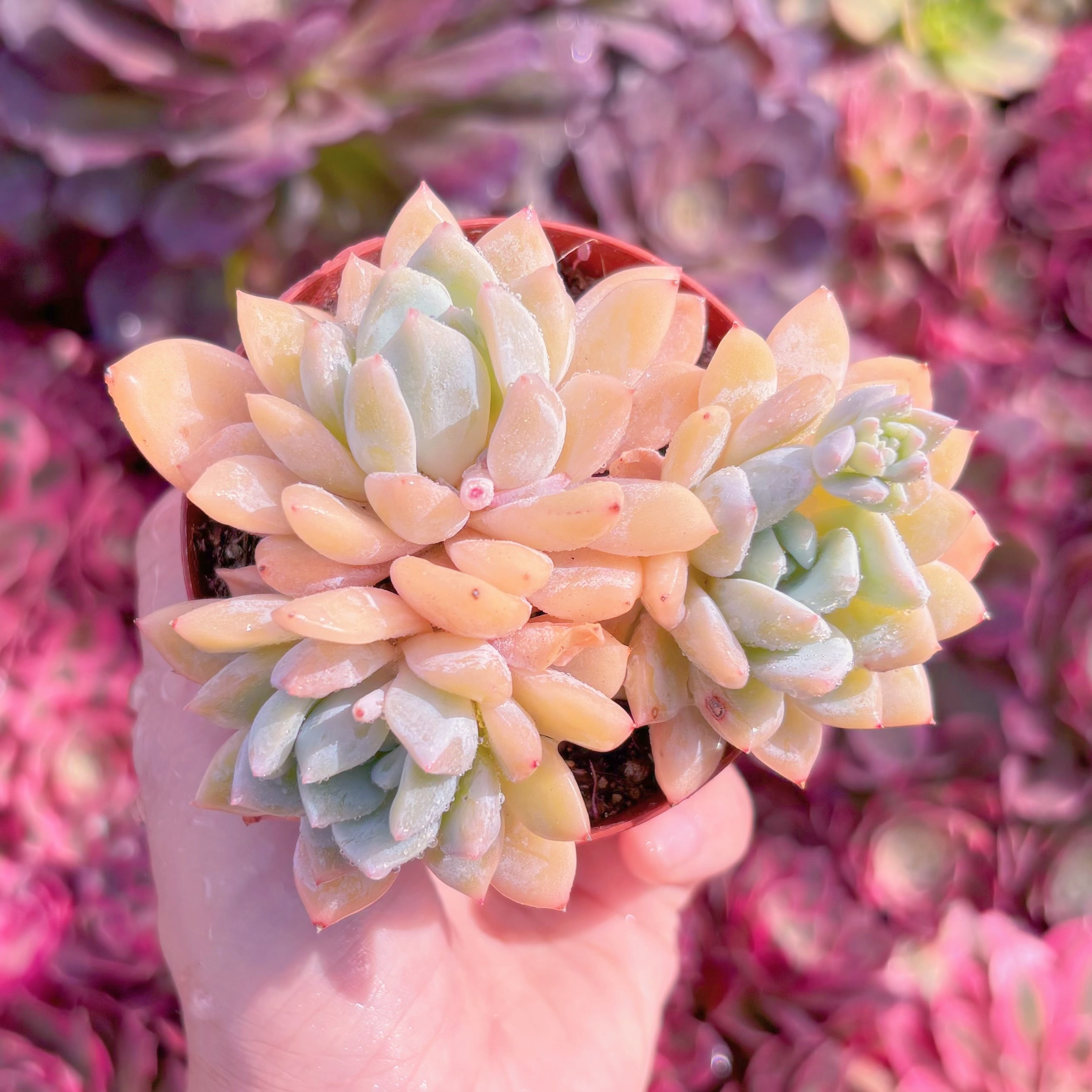 現品　夢の雪#K449　群生　るる農園