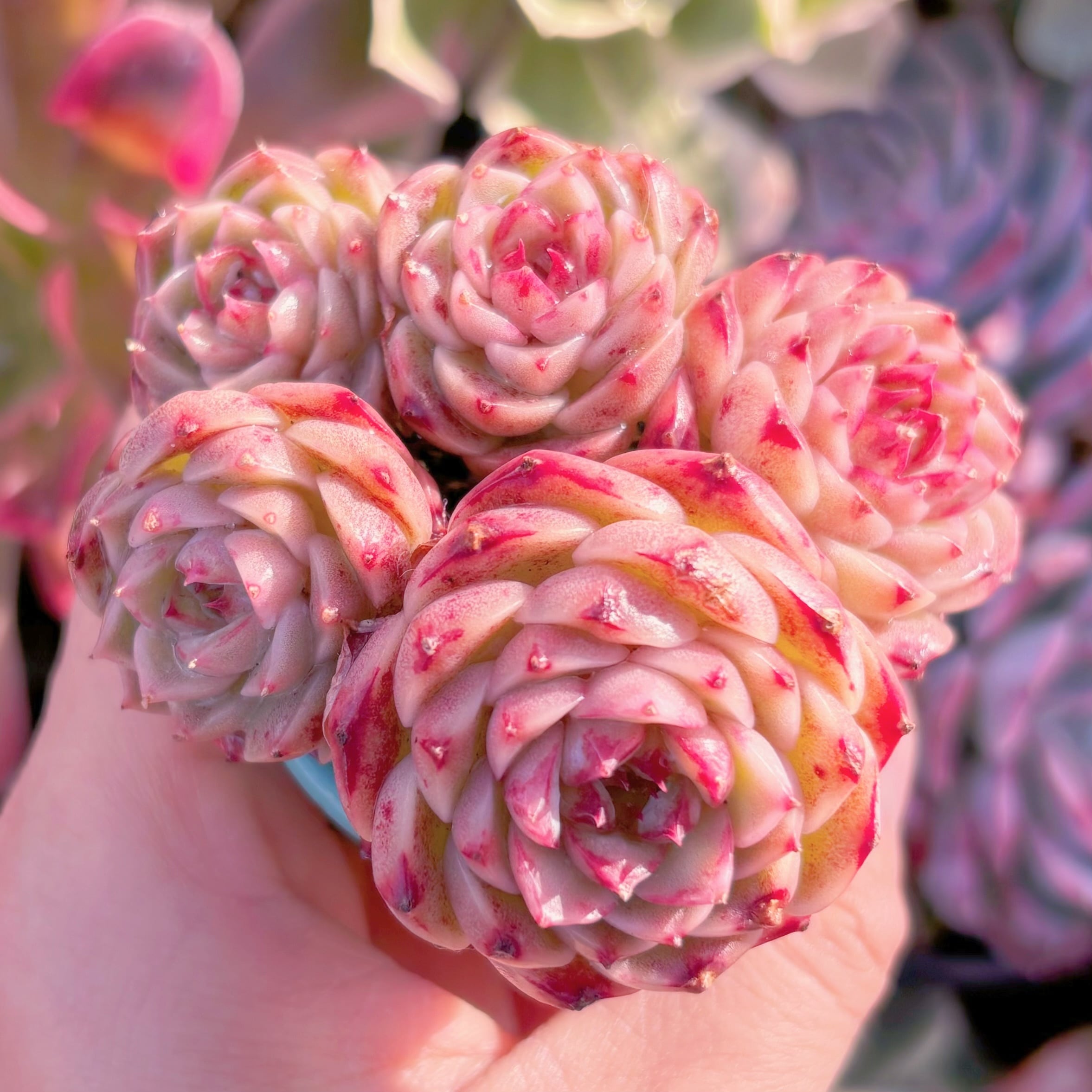 多肉植物 レッドベルベット 群生3頭から 新入荷 るる農園 | るる農園