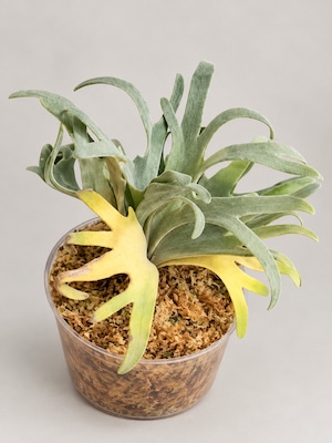 P.willinckii Snow × P.Mew 夢幻 Sporelings Selected【artPLANTs/PLANTS GARAGE 】ビカクシダ#Platycerium