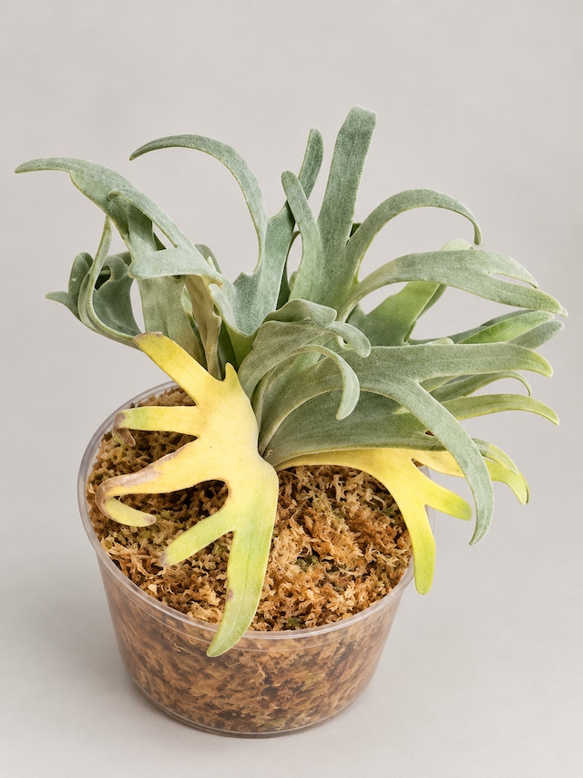 P.willinckii Snow × P.Mew 夢幻 Sporelings Selected【artPLANTs/PLANTS GARAGE 】ビカクシダ#Platycerium
