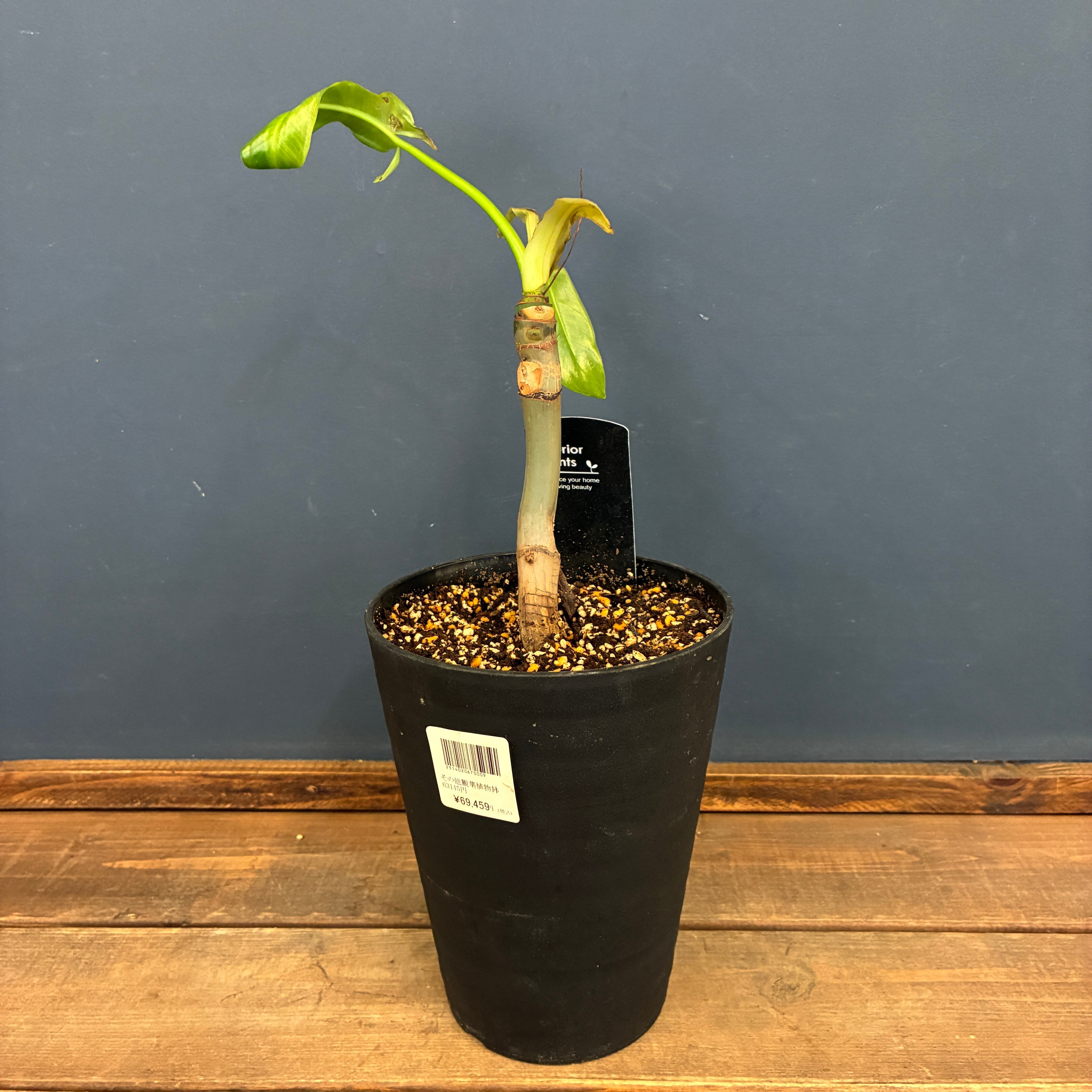 P. Willinckii cv. Sailor Mercury (OC) 【artPLANTs/PLANTS GARAGE