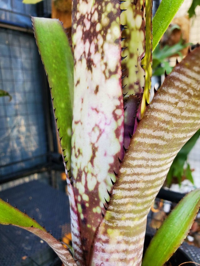 Billbergia berry blast【artPLANTs】 ビルベルギア/タンクブロメリア