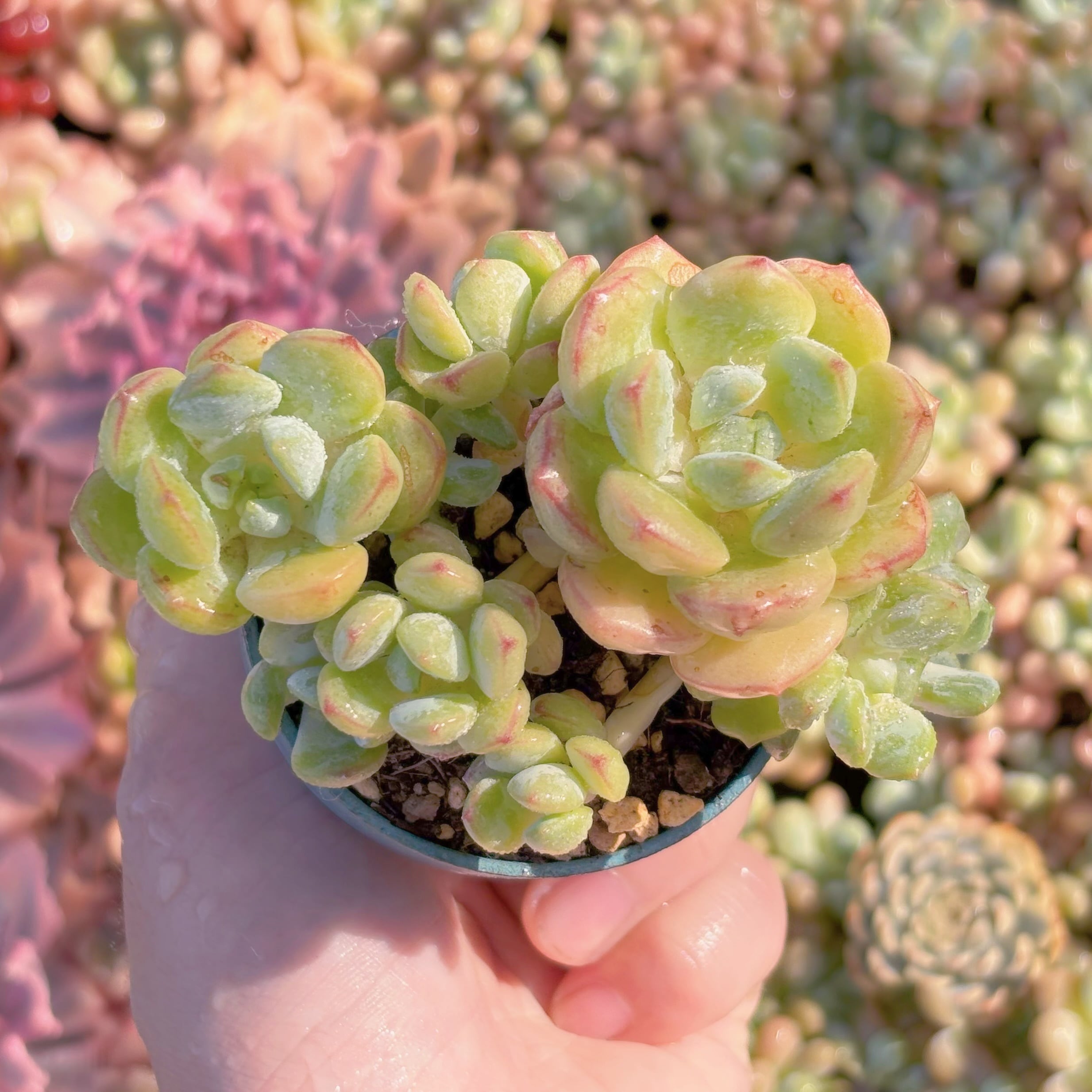 多肉植物　バニラビス　群生　新入荷　るる農園