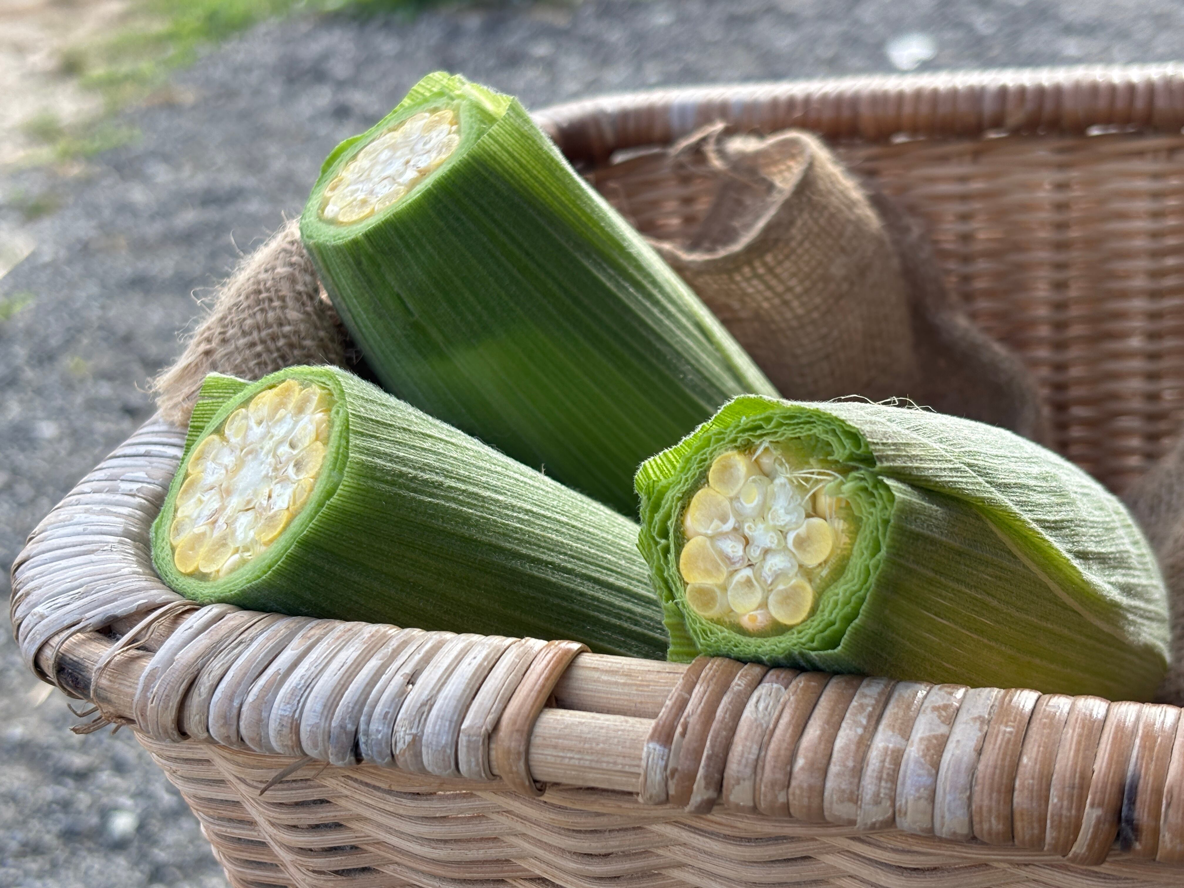 わかやましらはま農家：オンラインショップ