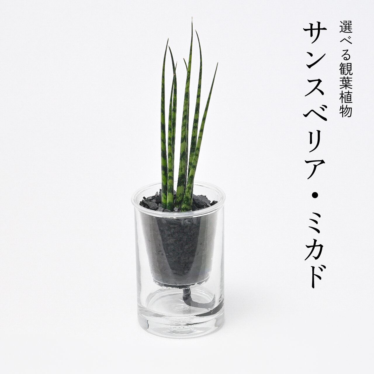 炭の樹 フルセット | sumino