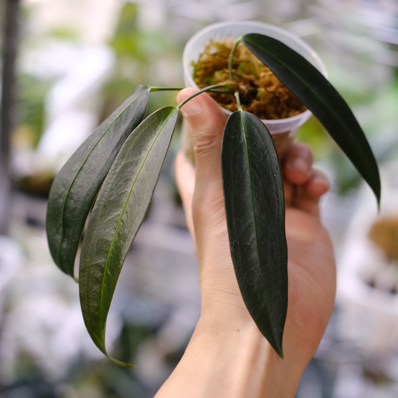 Anthurium wendlingeri④ / アンスリウム・ウェンドリンゲリ│観葉植物