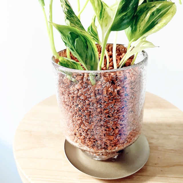 特別仕立ての テルノサンシャイン ガラス鉢 ソーサー付き calm cafe