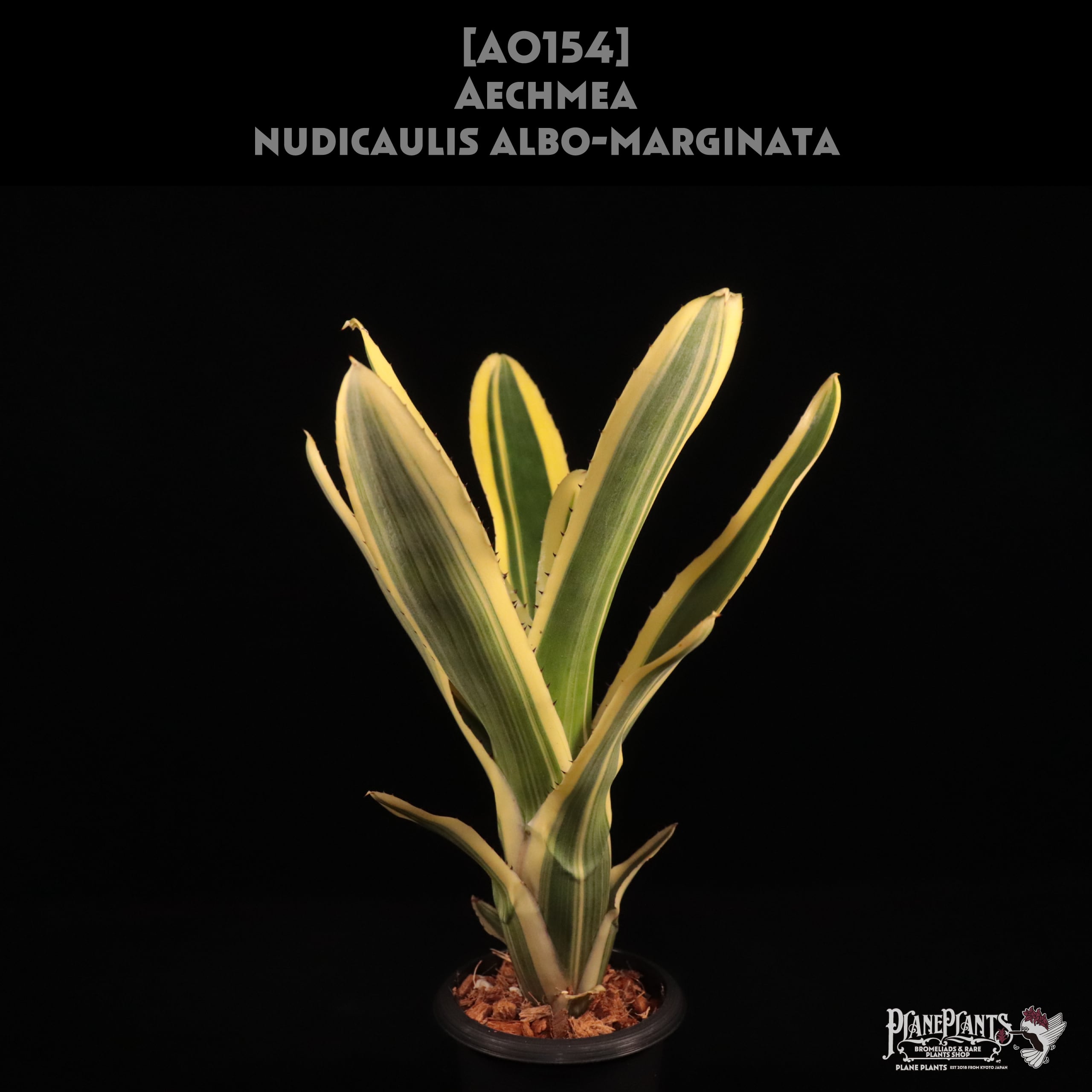 Aechmea nudicaulis Hybrid〔エクメア〕現品発送A178 送料無料】Aechmea nudicaulis Hybrid〔エクメア〕現品発送A178