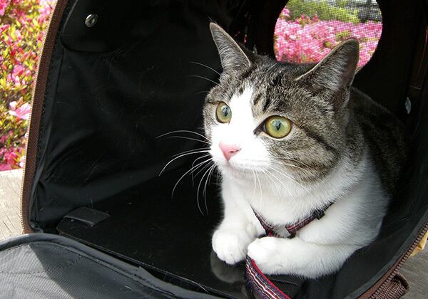 猫 ポストカード The Cat who....春の公園にて 10x14.8センチ(cm)官製はがきサイズ 猫写真 はがき ねこ葉書 ネコハガキ Postcard アイとちび ジェリー