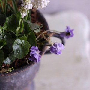 mondimanche 寄せ植え　ムスカリとすみれのシャビーカップ｜届いてすぐ玄関に飾れる 　プレゼントにもオススメ　