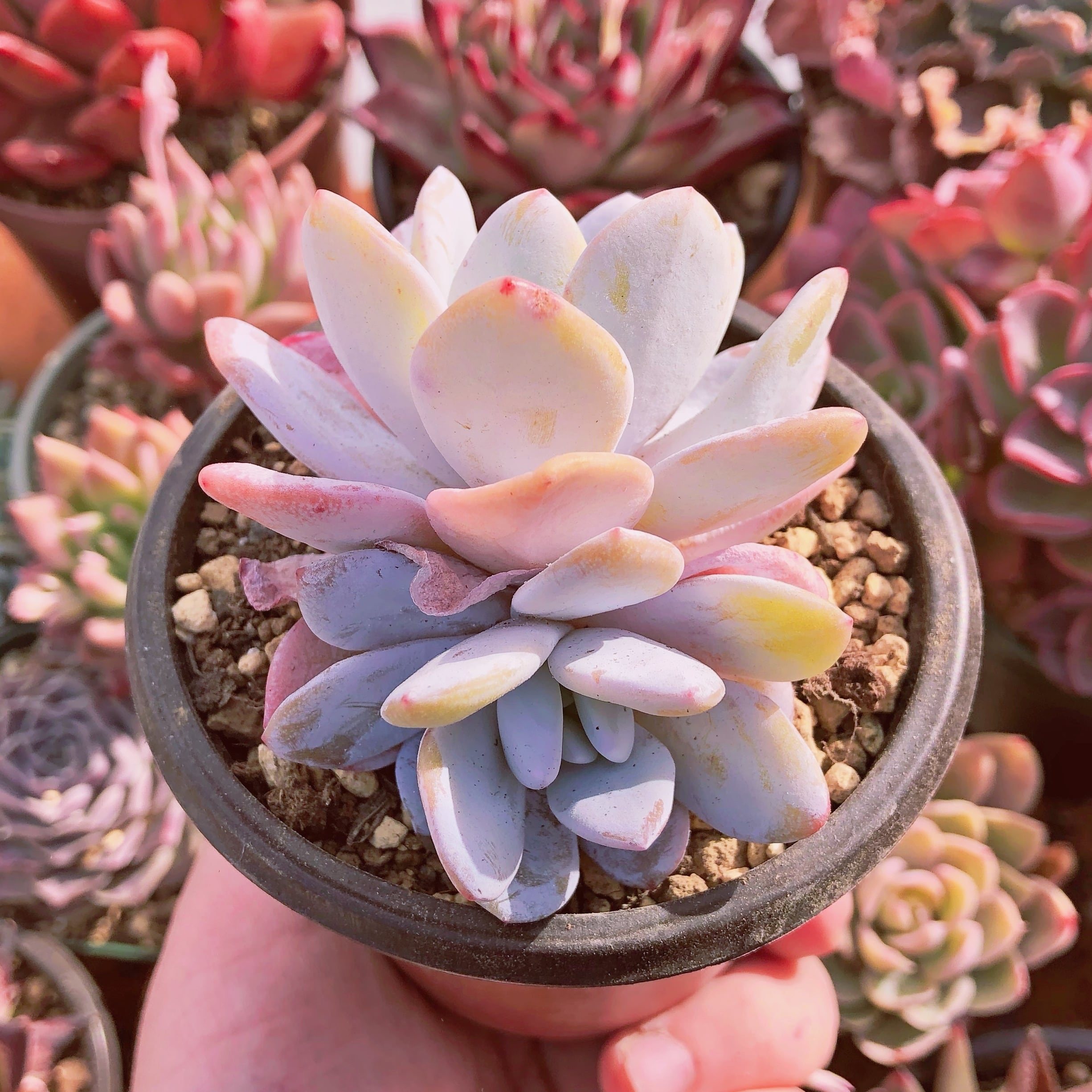 多肉植物　ラウイ　2～3頭　群生