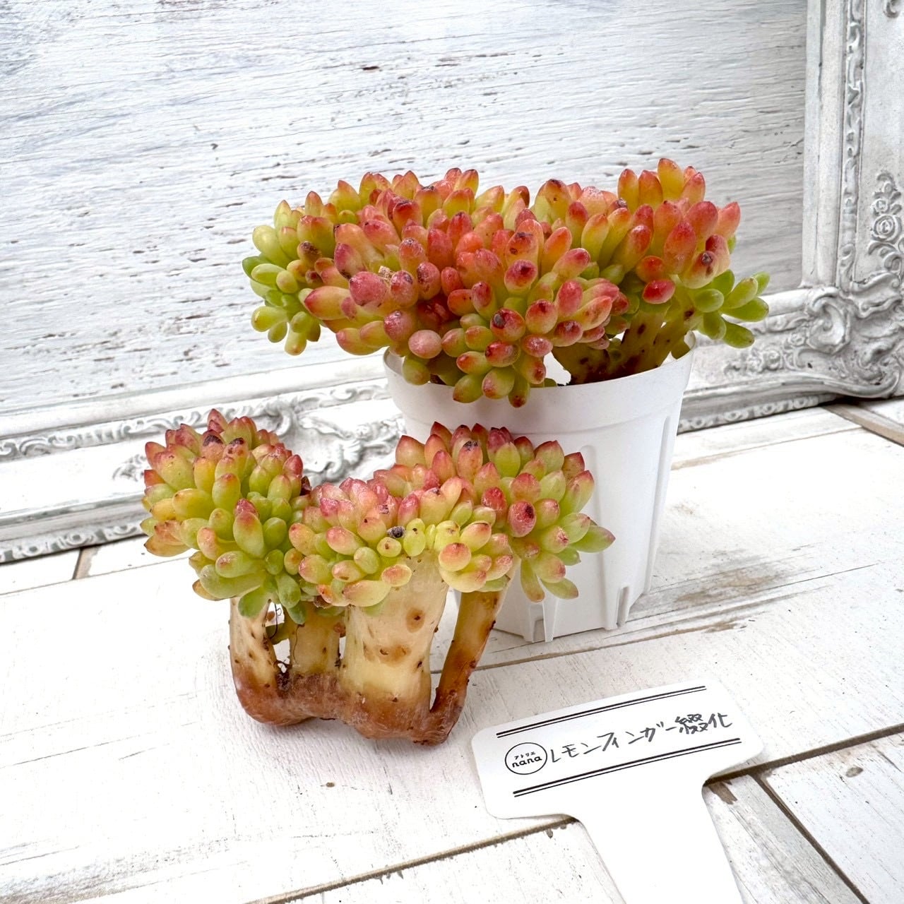 輸入苗】レモンフィンガー綴化｜多肉植物,寄せ植え,おしゃれ,かわいい