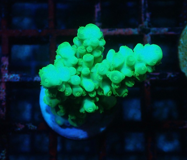 【寒水Breed】Acropora SP オーストラリア産