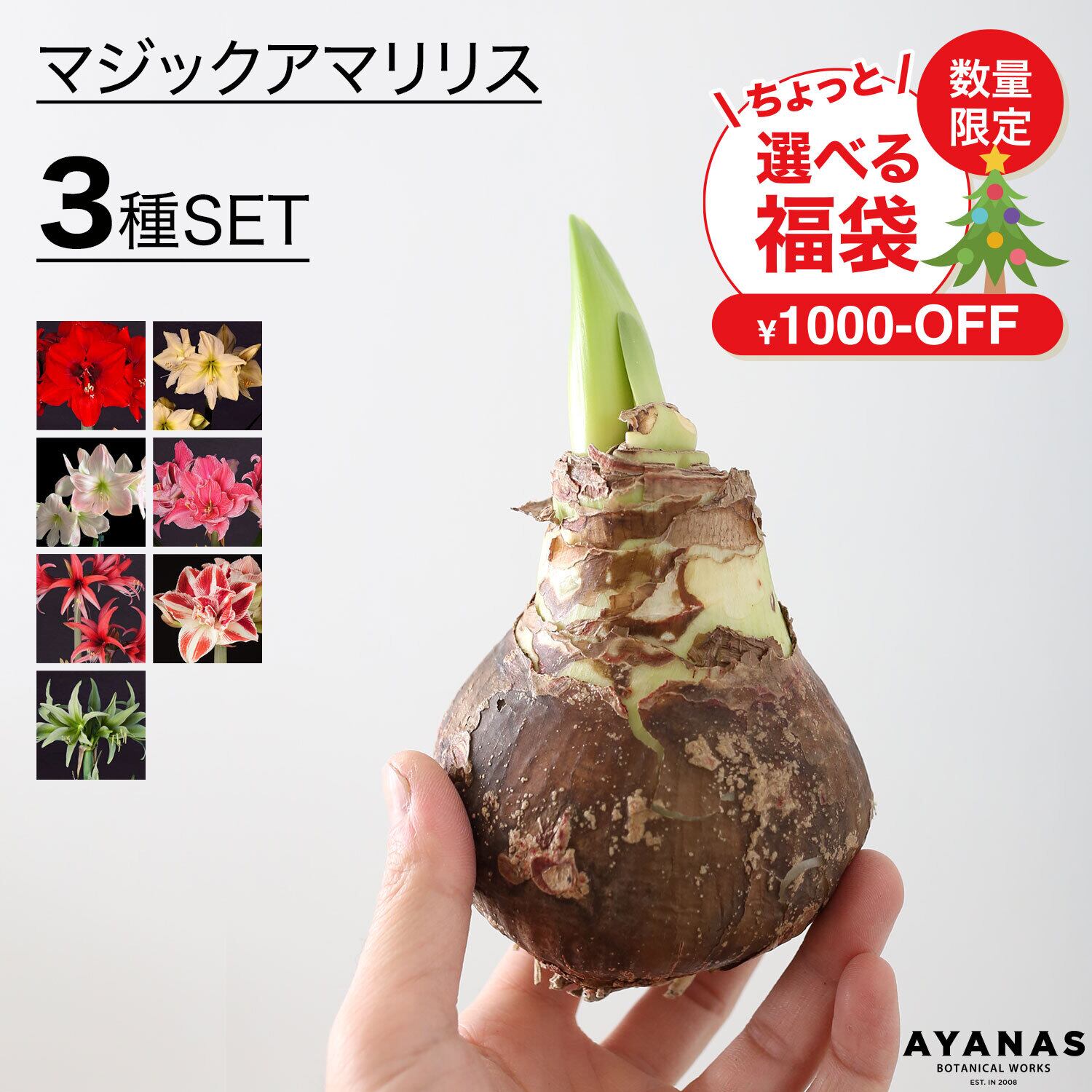水も土もいらない、マジックアマリリスの球根 | AYANAS（アヤナス