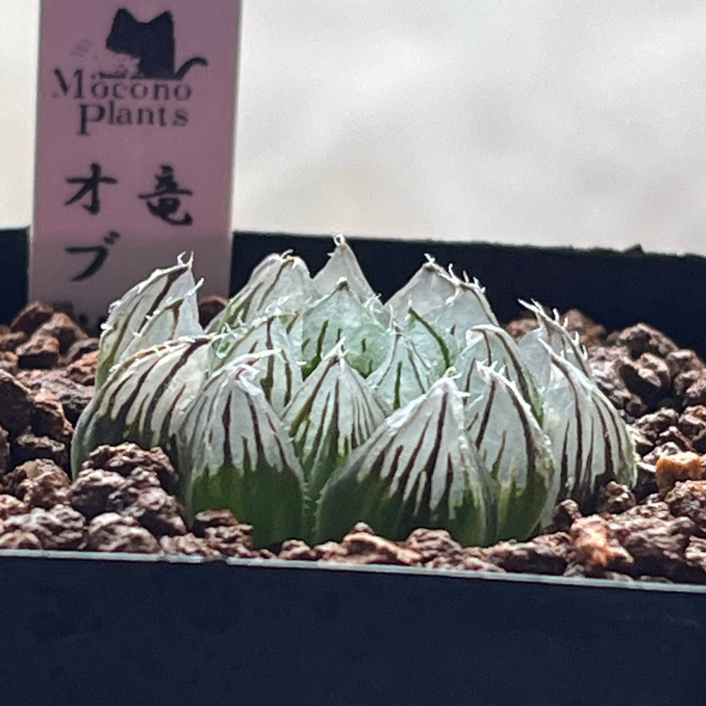 ハオルチア 竜爪 オブツーサ | mocono_plants